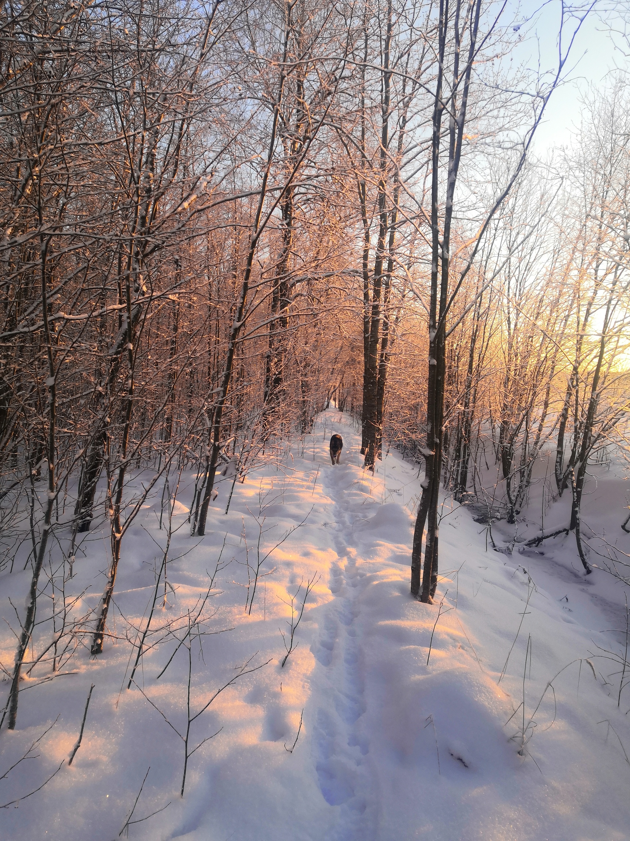 Beauty is beautiful. All a Happy New Year! - My, Caesar, Dog, East European Shepherd, Longpost