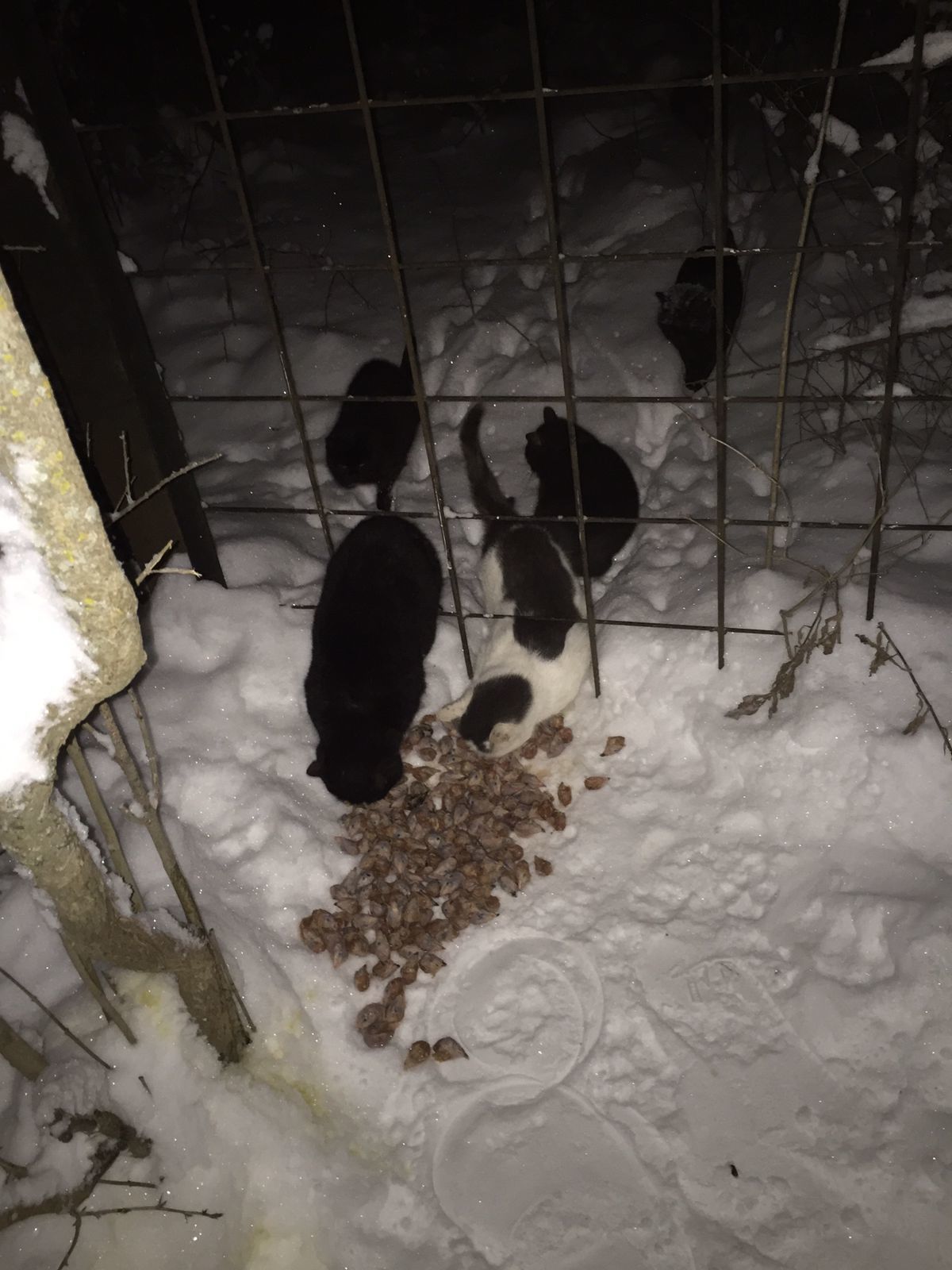 I feed the cats abandoned by summer residents. December 25. Minus 20 degrees - My, cat, Dacha, Animal Rescue, Winter, Snow, Video, Longpost