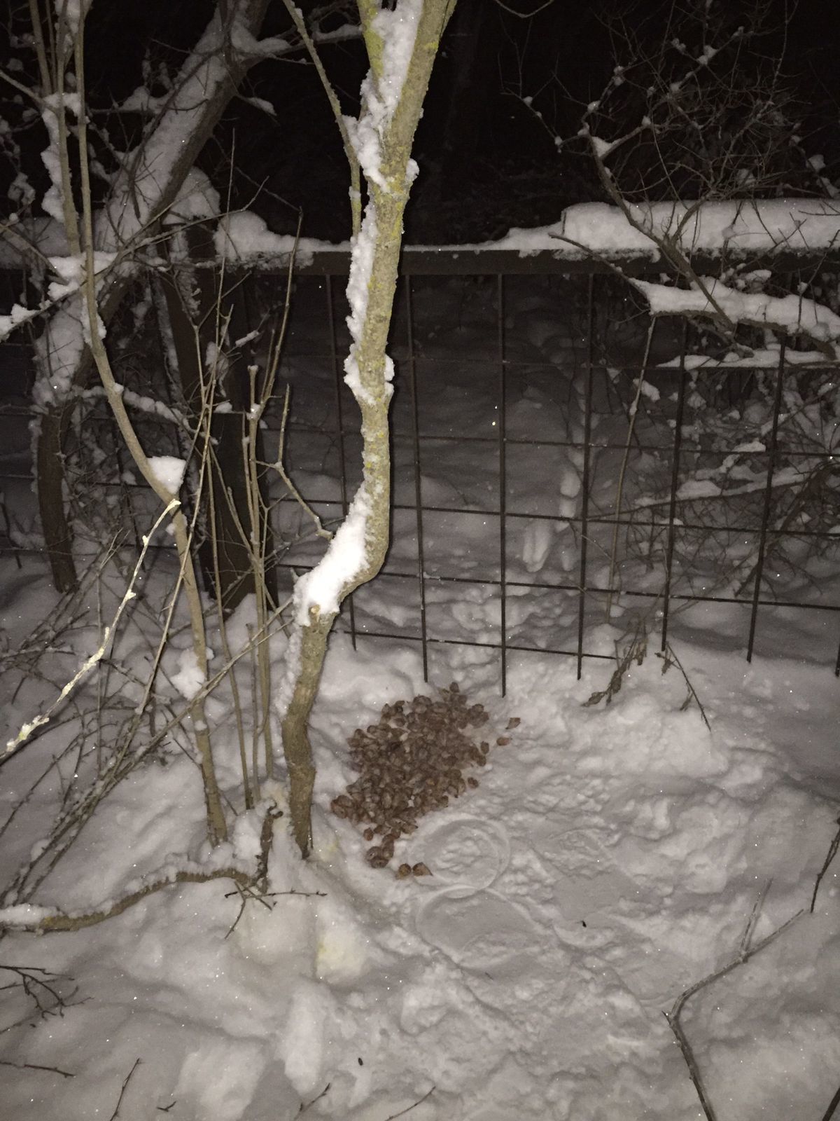 I feed the cats abandoned by summer residents. December 25. Minus 20 degrees - My, cat, Dacha, Animal Rescue, Winter, Snow, Video, Longpost