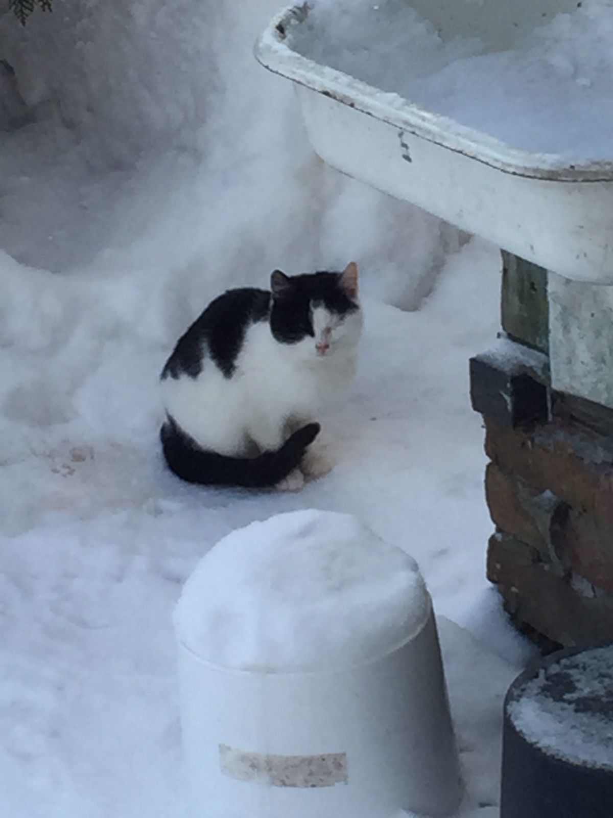 I feed the cats abandoned by summer residents. December 25. Minus 20 degrees - My, cat, Dacha, Animal Rescue, Winter, Snow, Video, Longpost