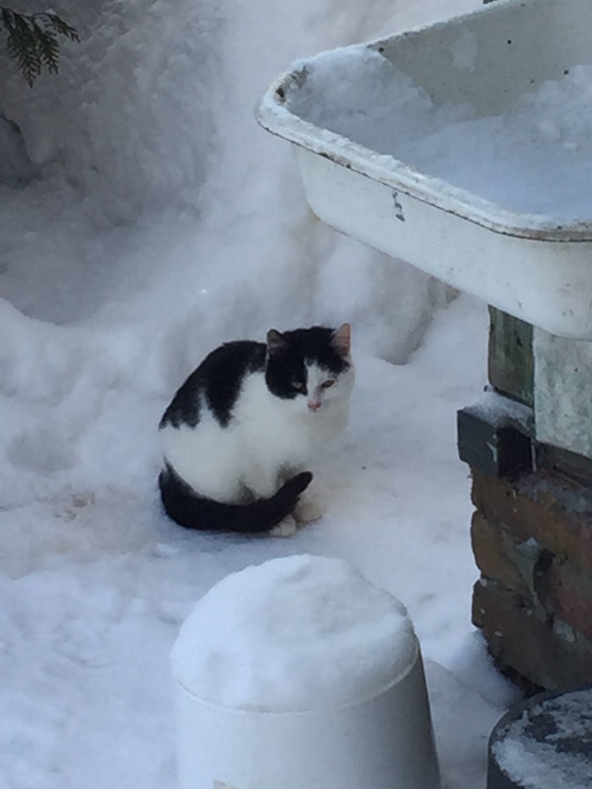 I feed the cats abandoned by summer residents. December 25. Minus 20 degrees - My, cat, Dacha, Animal Rescue, Winter, Snow, Video, Longpost