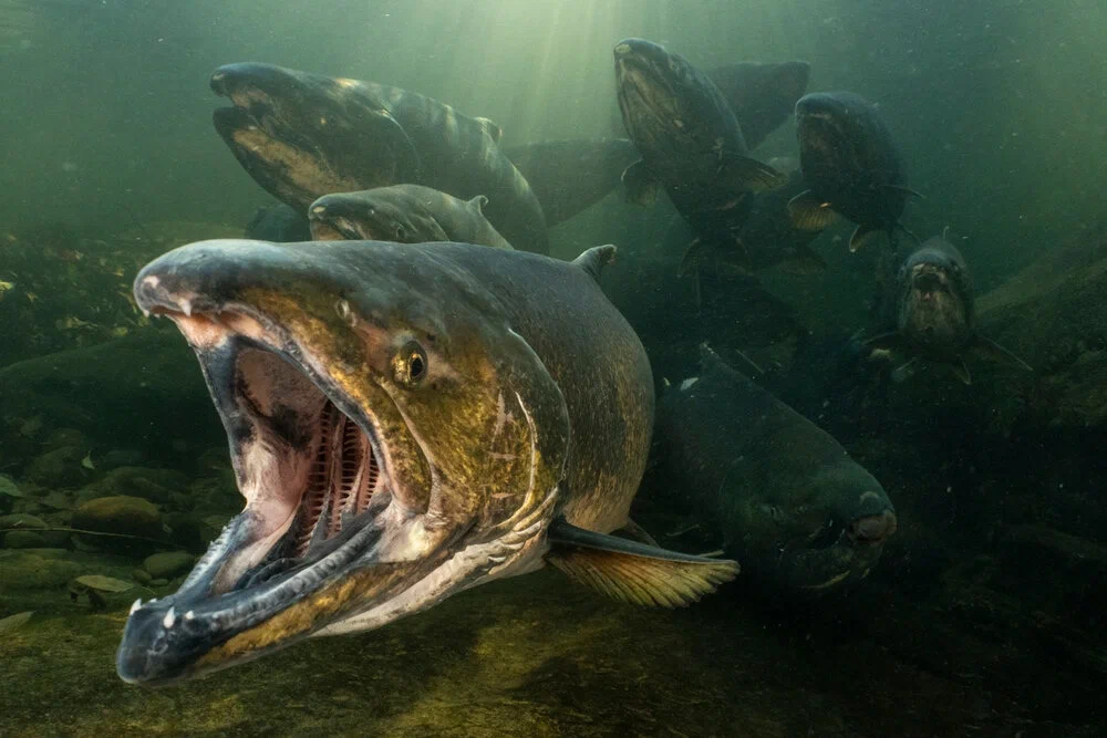 Chinook salmon: The king of salmon. Its meat was valued more than gold, and caviar is the largest among salmon. - Chinook salmon, A fish, Animal book, Yandex Zen, Longpost