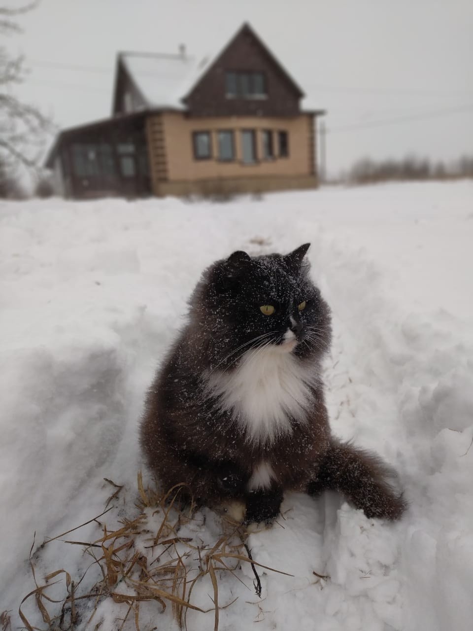 Ural beast (Masha) - My, Milota, The photo, cat, Snow, Pets