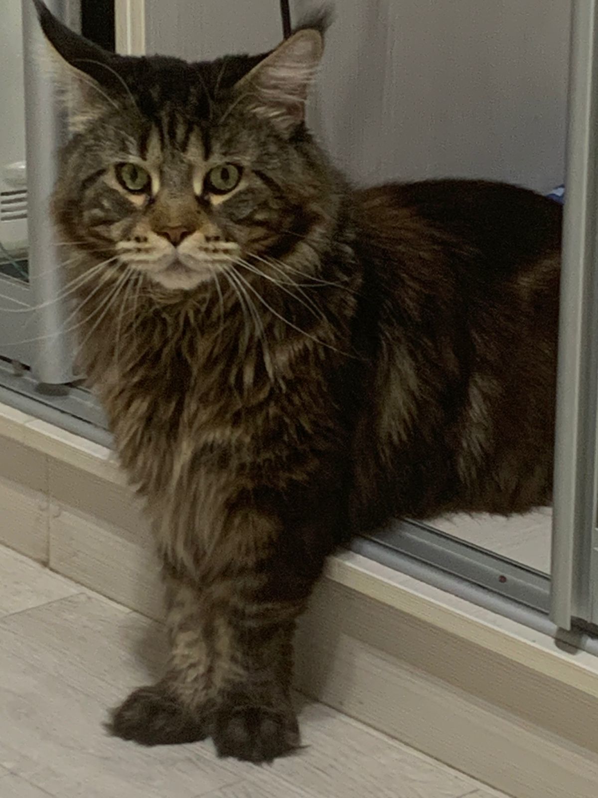 Is the cat sitting or standing? - My, cat, Challenge, Maine Coon