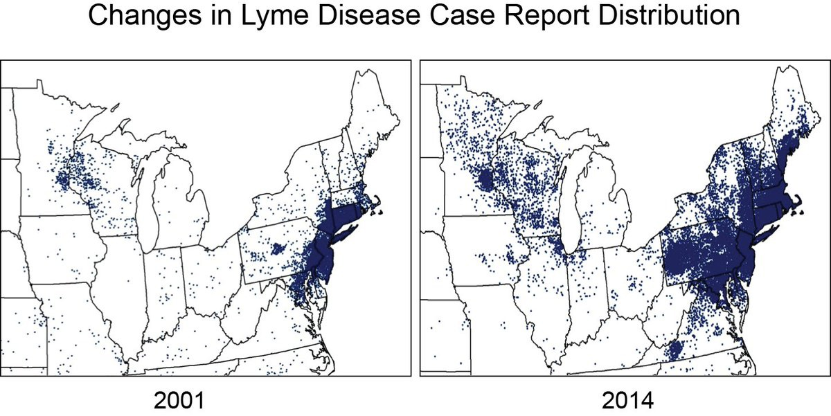 Why there is no vaccine for Lyme disease - My, Cat_cat, Story, Text, Disease, USA, Vaccination, Vaccine, Anti-vaccines, Longpost, Fake