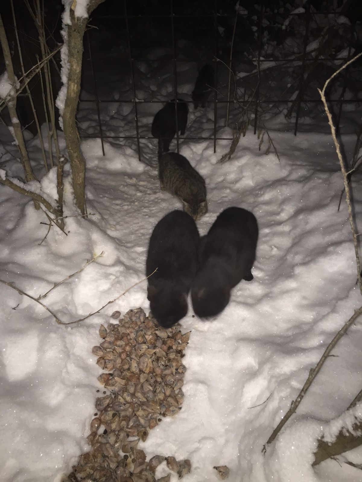 I feed the cats abandoned by summer residents on December 26. Minus 16. Two newcomers, taken from the cold (blue kitten and baby-tricolor) - My, cat, Dacha, Animal Rescue, Winter, Snow, Video, Longpost