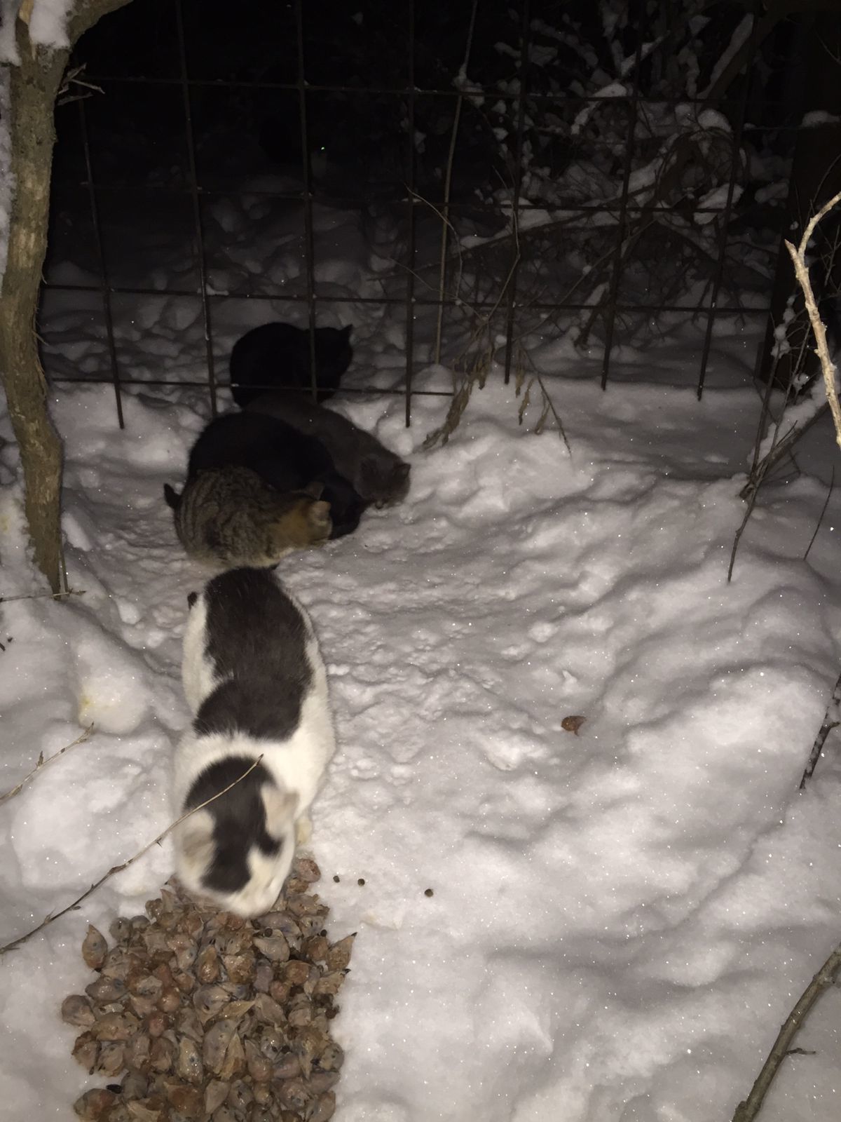 I feed the cats abandoned by summer residents on December 26. Minus 16. Two newcomers, taken from the cold (blue kitten and baby-tricolor) - My, cat, Dacha, Animal Rescue, Winter, Snow, Video, Longpost