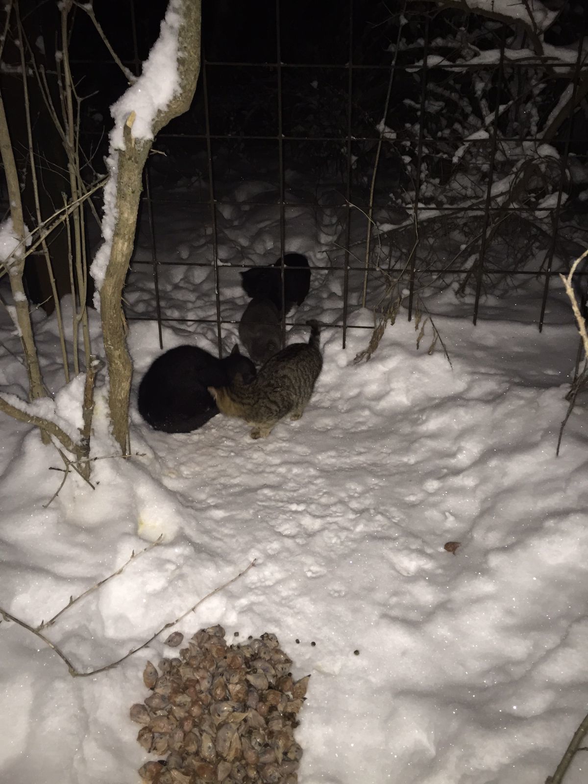 I feed the cats abandoned by summer residents on December 26. Minus 16. Two newcomers, taken from the cold (blue kitten and baby-tricolor) - My, cat, Dacha, Animal Rescue, Winter, Snow, Video, Longpost