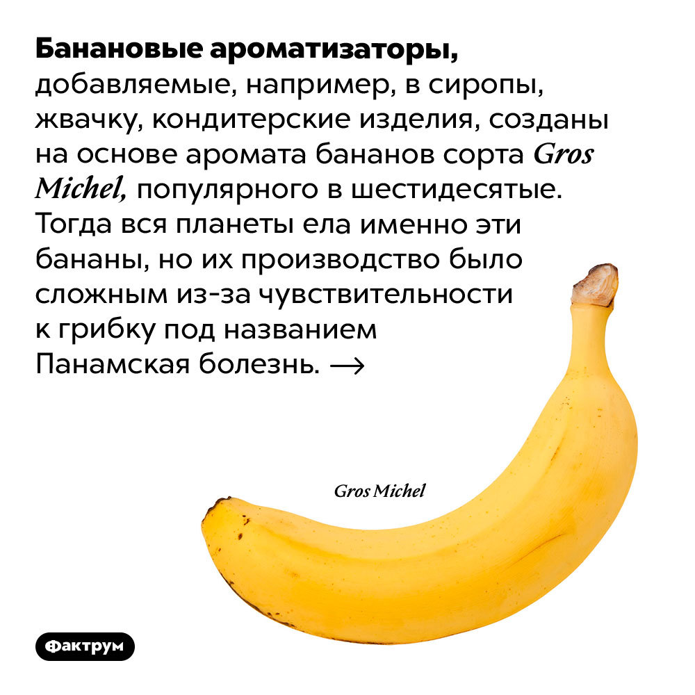 Why bananas are useful, how they looked before cultivation, why they should not be given to monkeys and other interesting facts about bananas - Factrum, Informative, A selection, Facts, Banana, Longpost, Фрукты