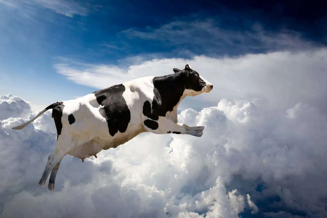 Flying cow - My, Author's story, Relationship problems, Samizdat, Prose, Parting, Loneliness, Philosophy, Longpost