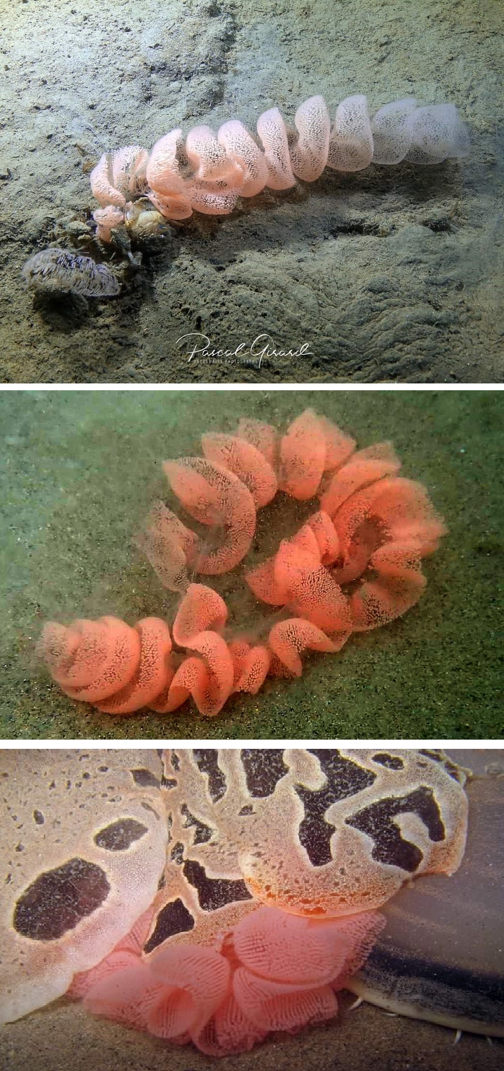 Tentacle # 2 - My, Clam, Nudibranchs, GIF, Mat, Longpost