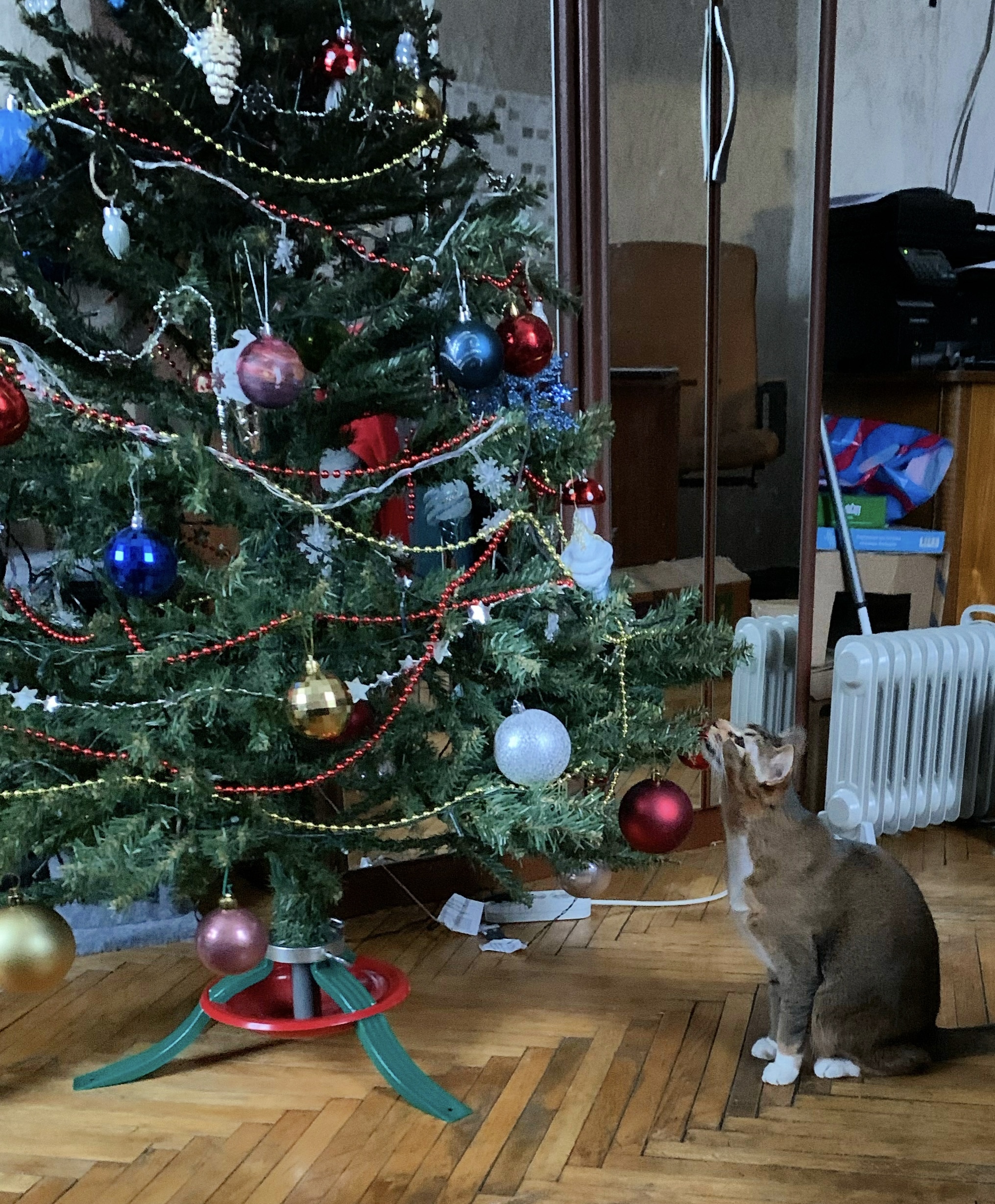 Kus - My, The photo, cat, Christmas tree, Pets