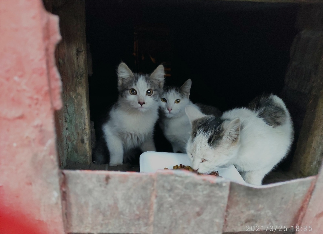 Котодети ищут дом или хотя бы передержку. Город Реутов. Срочно! Нужна помощь в пристройстве! - Моё, Кот, Передержка, В добрые руки, Длиннопост, Котята, Помощь животным, Московская область, Реутов, Без рейтинга