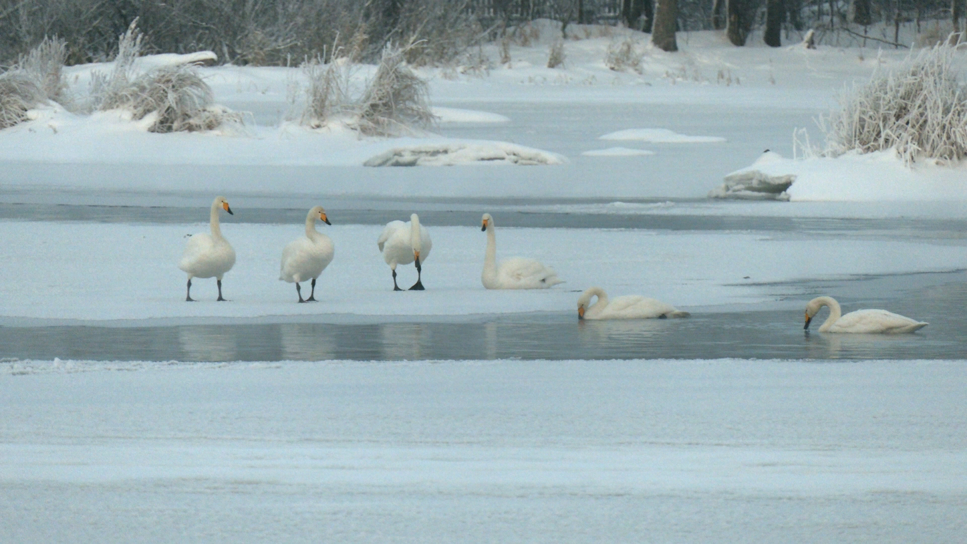 LENINGRAD SWANS ARE FAITHFUL NOT ONLY TO EACH OTHER, BUT TO THE MOTHERLAND! - My, Swans, Birds, Leningrad region, wildlife, beauty of nature, Each creature has a pair, Pavel Glazkov, Longpost