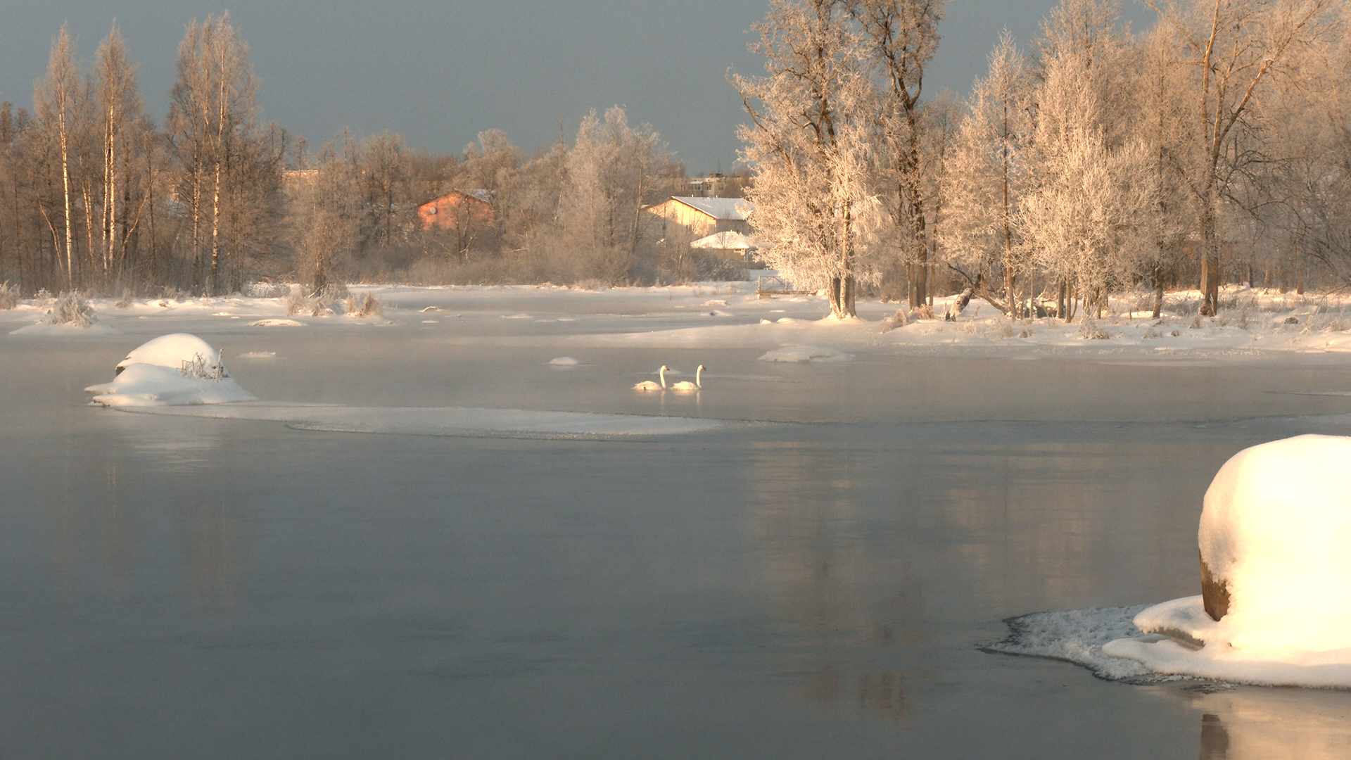 LENINGRAD SWANS ARE FAITHFUL NOT ONLY TO EACH OTHER, BUT TO THE MOTHERLAND! - My, Swans, Birds, Leningrad region, wildlife, beauty of nature, Each creature has a pair, Pavel Glazkov, Longpost