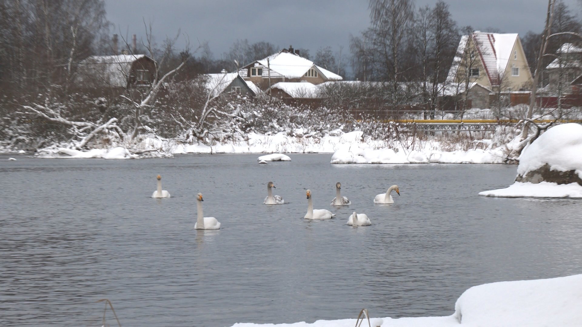 LENINGRAD SWANS ARE FAITHFUL NOT ONLY TO EACH OTHER, BUT TO THE MOTHERLAND! - My, Swans, Birds, Leningrad region, wildlife, beauty of nature, Each creature has a pair, Pavel Glazkov, Longpost