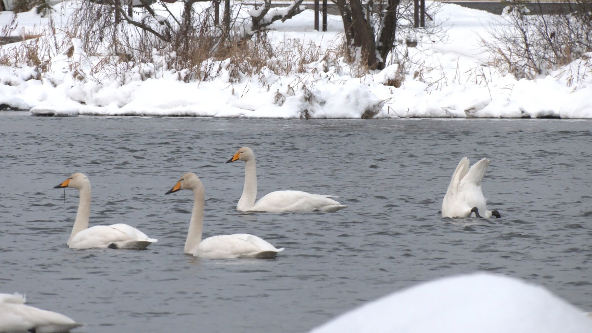 LENINGRAD SWANS ARE FAITHFUL NOT ONLY TO EACH OTHER, BUT TO THE MOTHERLAND! - My, Swans, Birds, Leningrad region, wildlife, beauty of nature, Each creature has a pair, Pavel Glazkov, Longpost