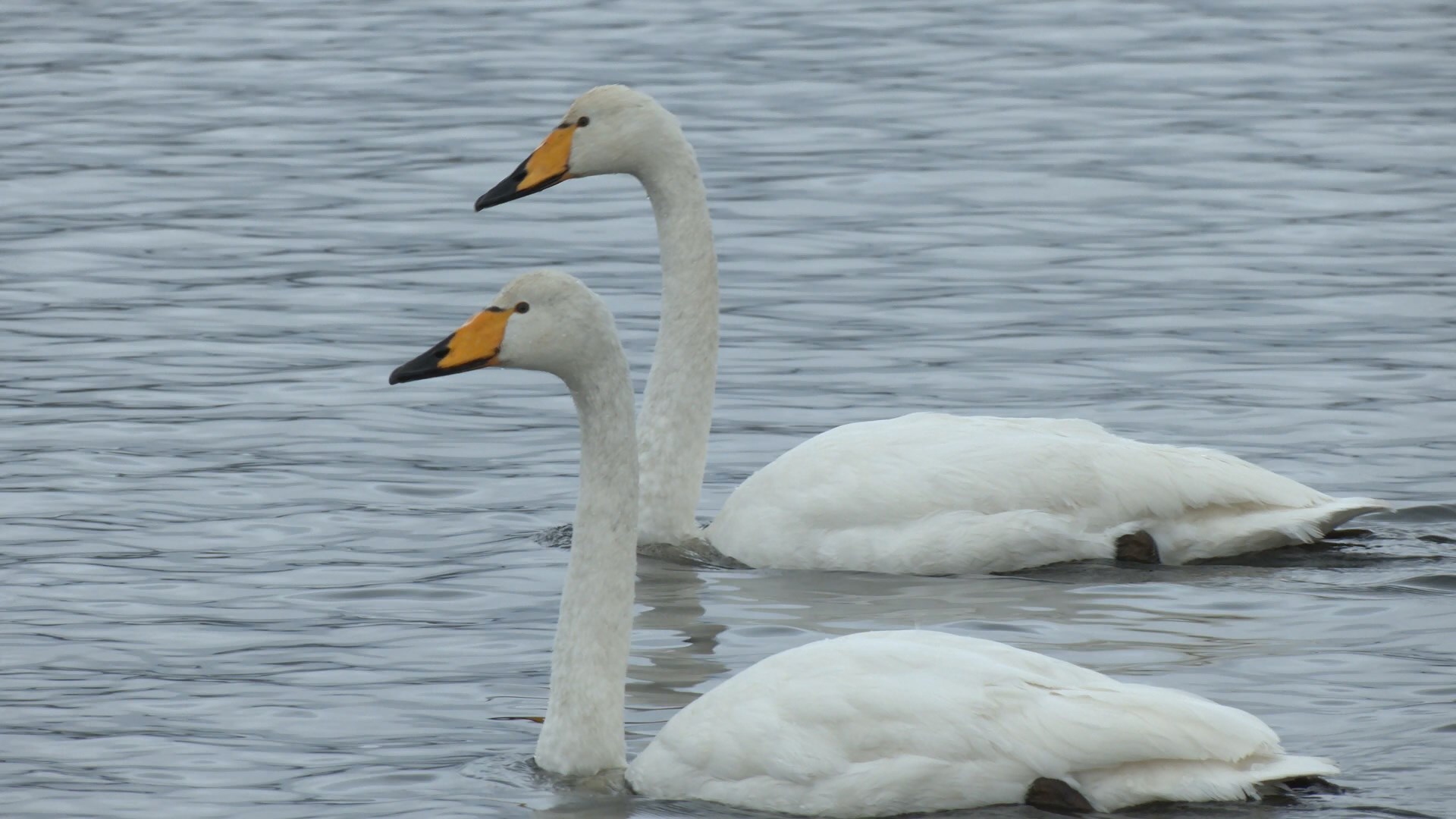 LENINGRAD SWANS ARE FAITHFUL NOT ONLY TO EACH OTHER, BUT TO THE MOTHERLAND! - My, Swans, Birds, Leningrad region, wildlife, beauty of nature, Each creature has a pair, Pavel Glazkov, Longpost