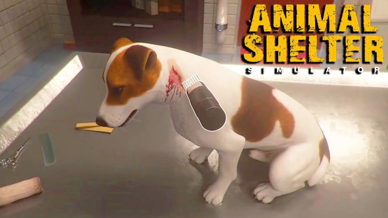 Animal Shelter Simulator выйдет на ПК в Steam в первом квартале 2022 года - Игры, Люди, Жизненно, Жизнь