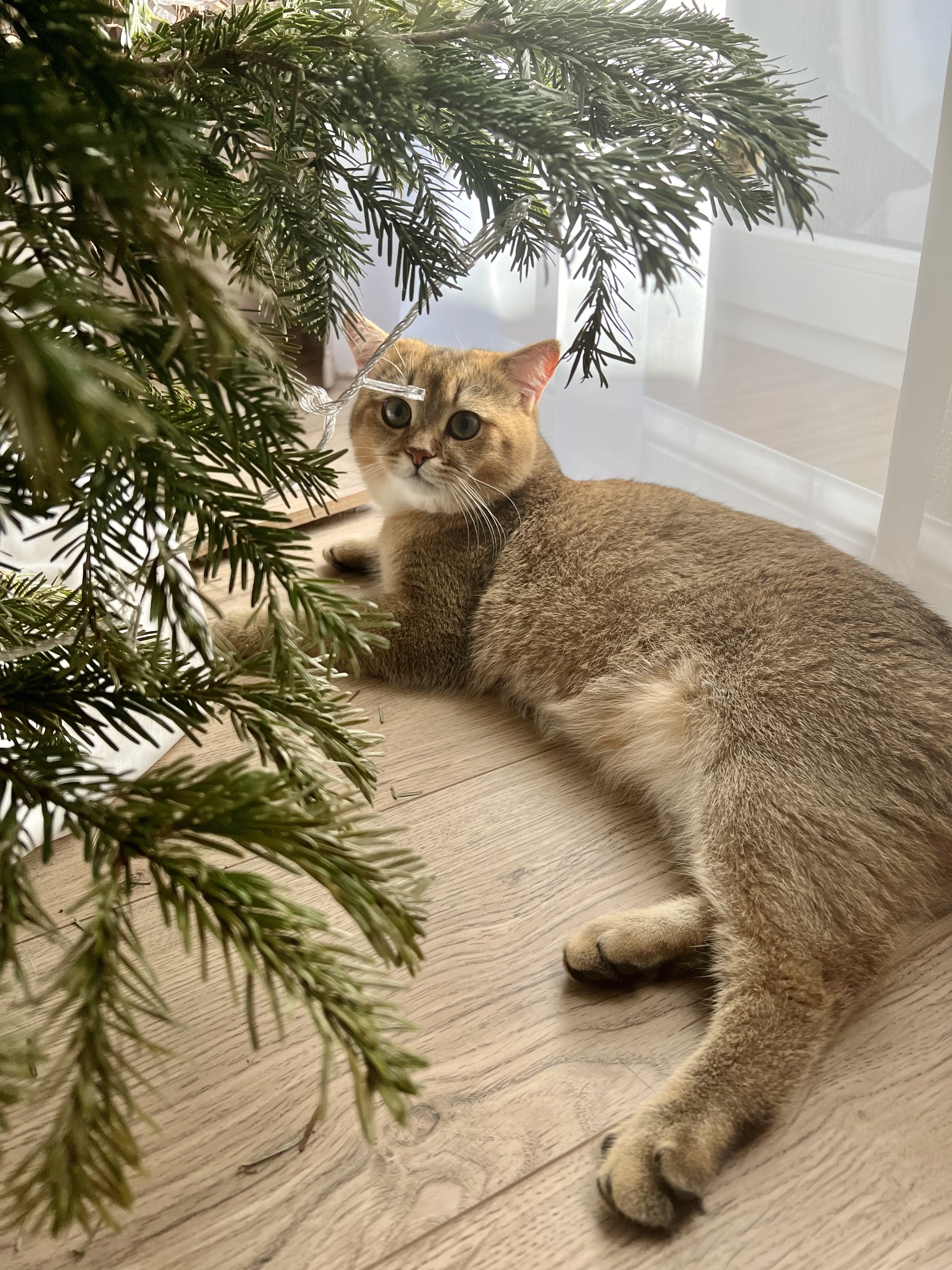 Grace - cat, Milota, British Golden Chinchilla, The photo, Fluffy, Christmas trees, New Year