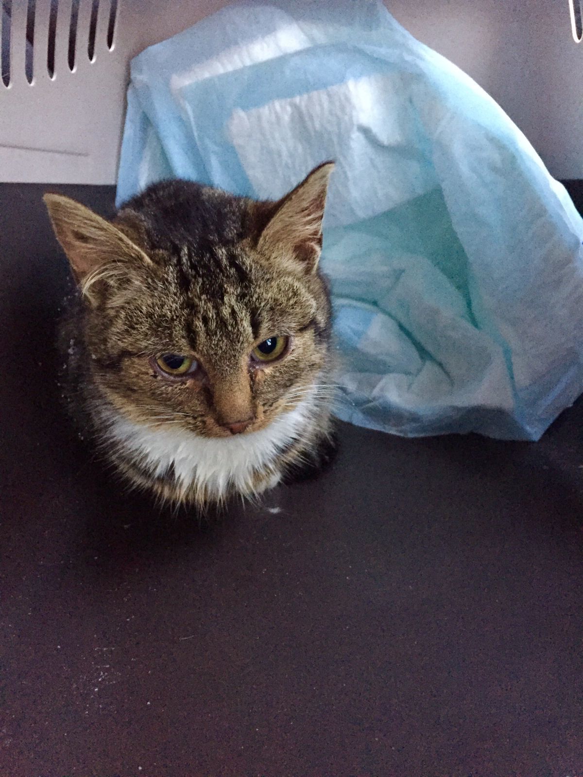 Continuation of the post “Sick kittens were thrown into the trash heap. Very much needed at home. St. Petersburg and Leningrad region  - My, Found a home, cat, Reply to post, Longpost, Video