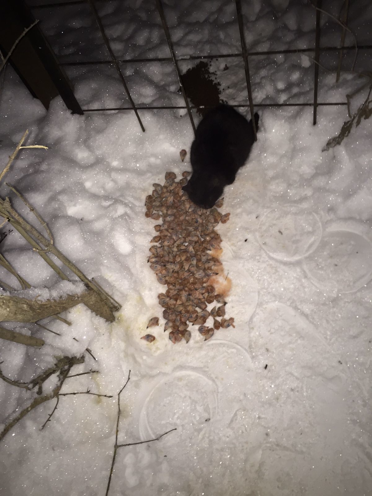 I feed the cats abandoned by summer residents on December 27. Minus 22. Found to death a frozen kitten - My, cat, Dacha, Animal Rescue, Winter, Snow, Video, Longpost