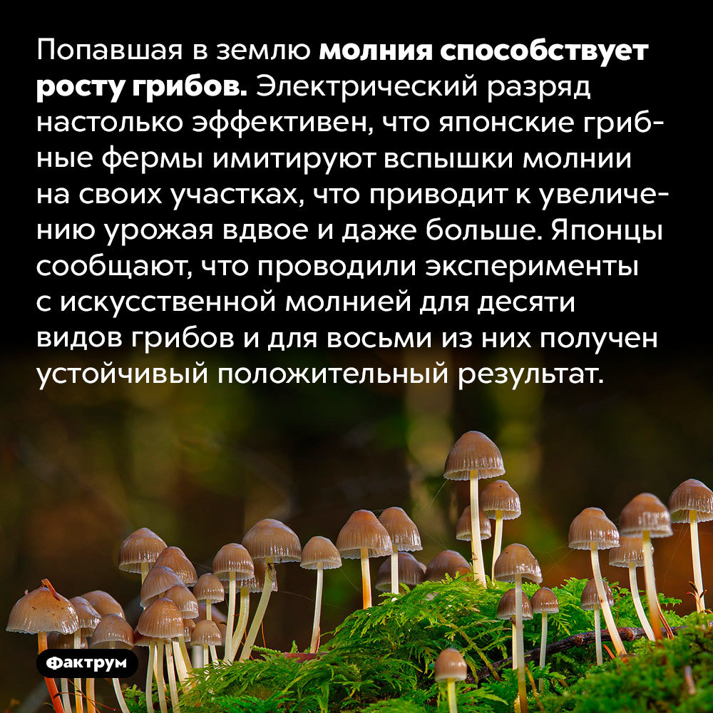 Что такое фульгуриты, что делать если во время грозы ваши волосы  наэлектризовались и другие интересные факты о молниях | Пикабу