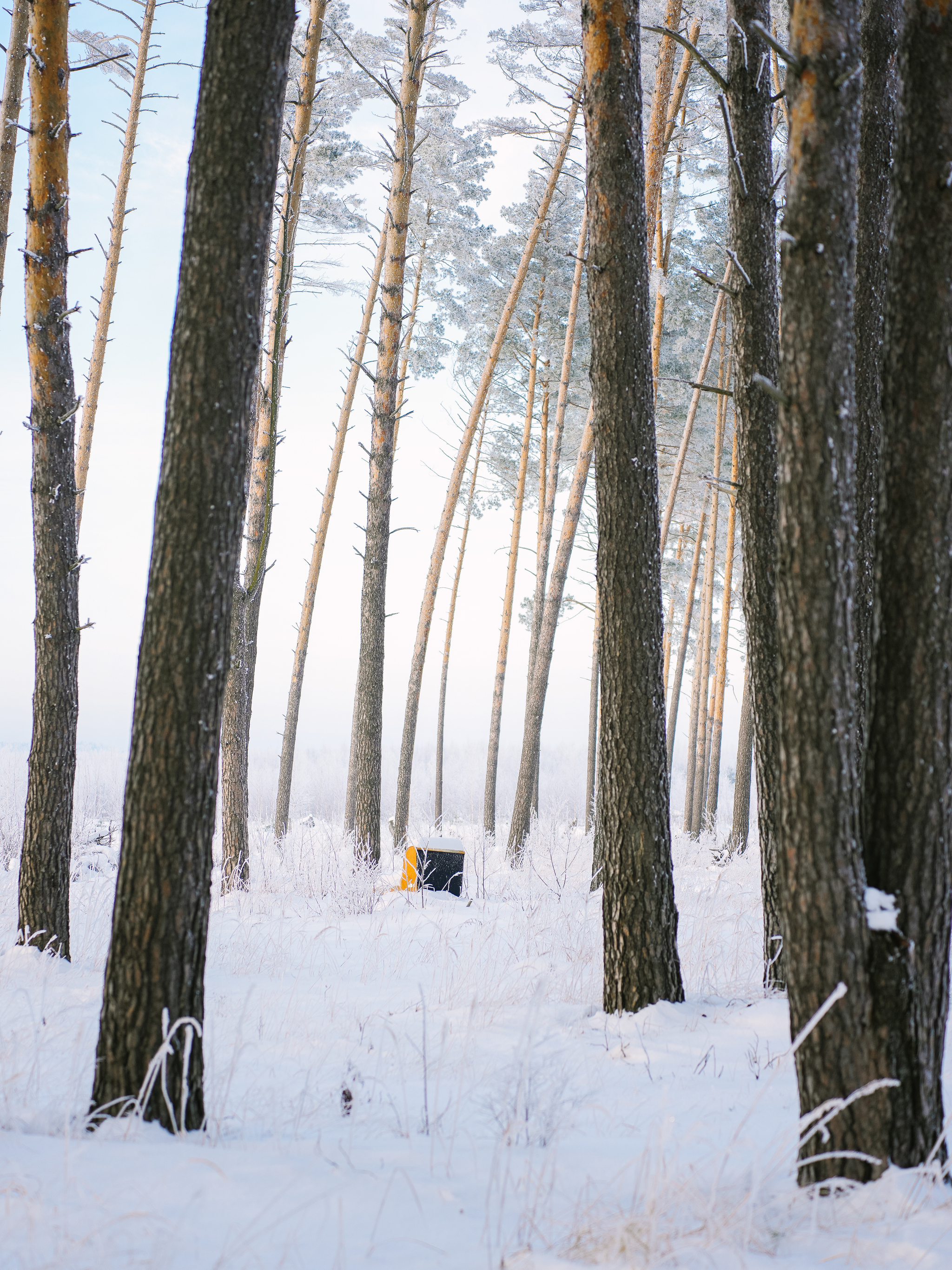 Went out with a camera on my lunch break in the woods - My, The photo, Nature, Longpost