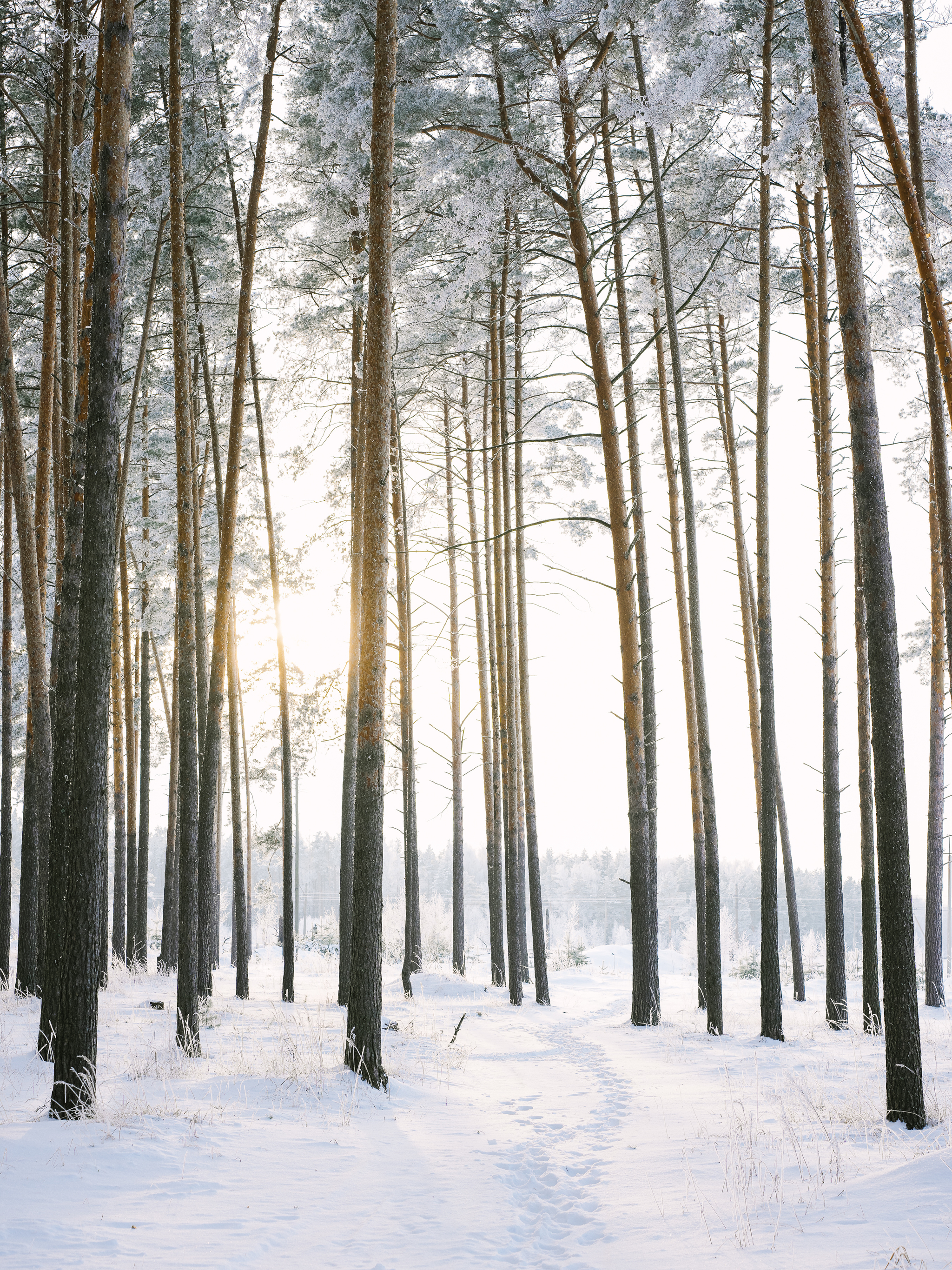 Went out with a camera on my lunch break in the woods - My, The photo, Nature, Longpost