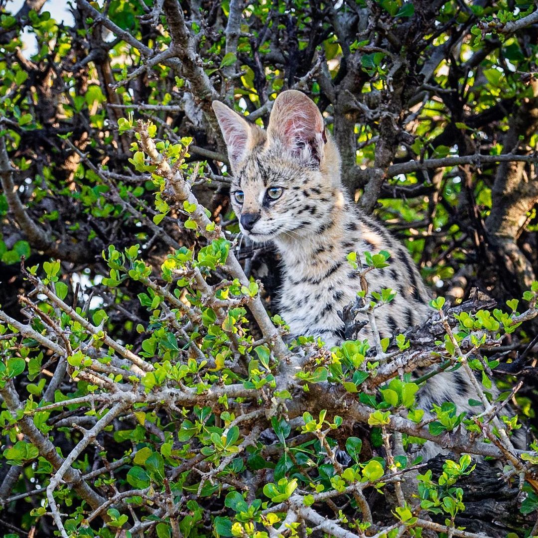 Observers - Serval, Small cats, Cat family, Predatory animals, Wild animals, wildlife, Reserves and sanctuaries, Africa, The photo, Tree, Longpost