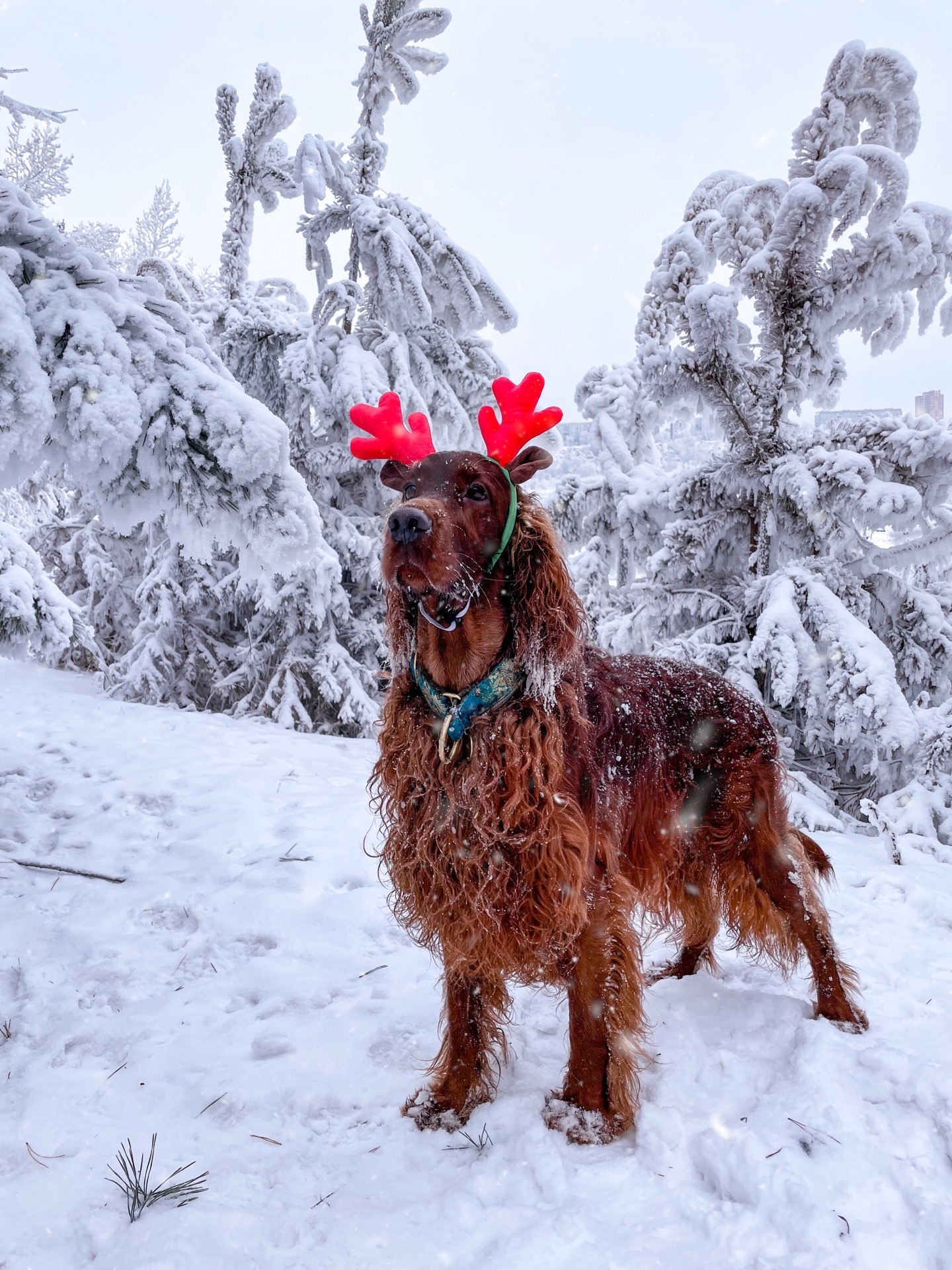 Happy New Year, Pikabu! - My, Irish Setter, Dog, New Year, Longpost