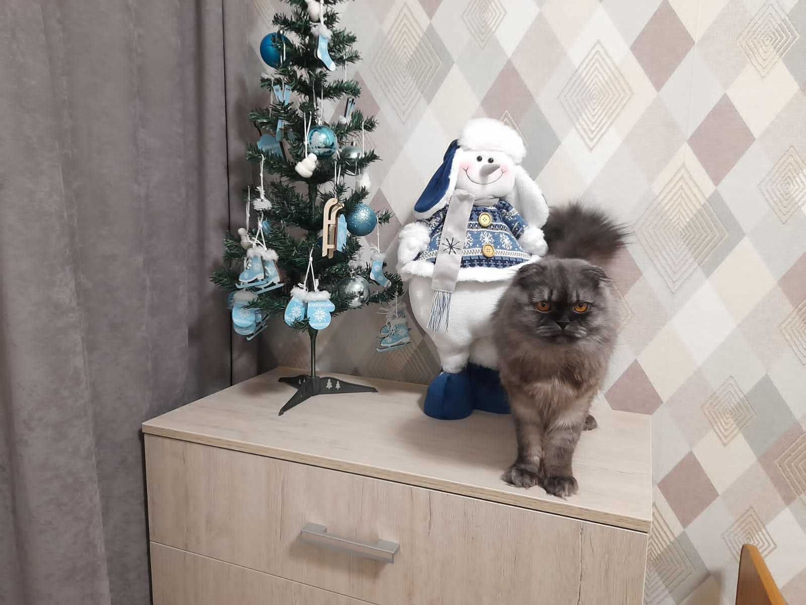 Before New Year - My, cat, snowman, Christmas trees, Holidays, Eve, Longpost