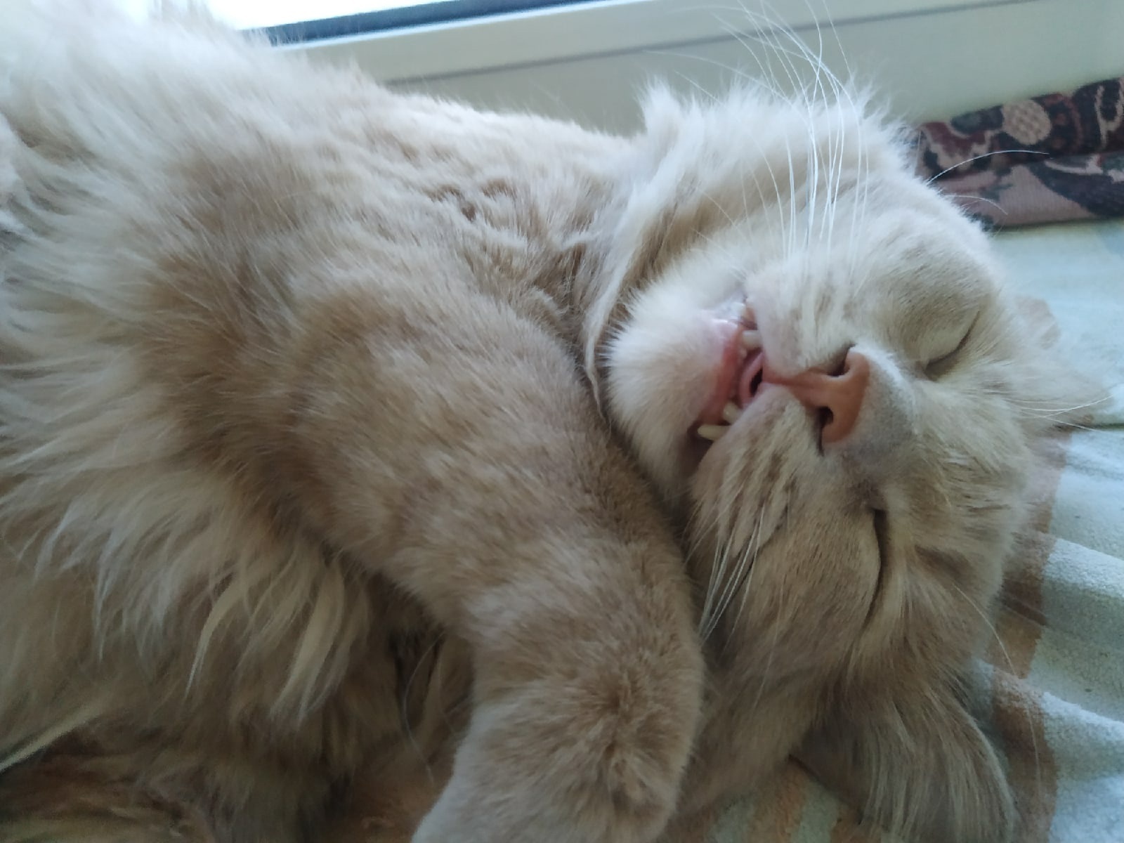 Спящий кот:3 | Пикабу