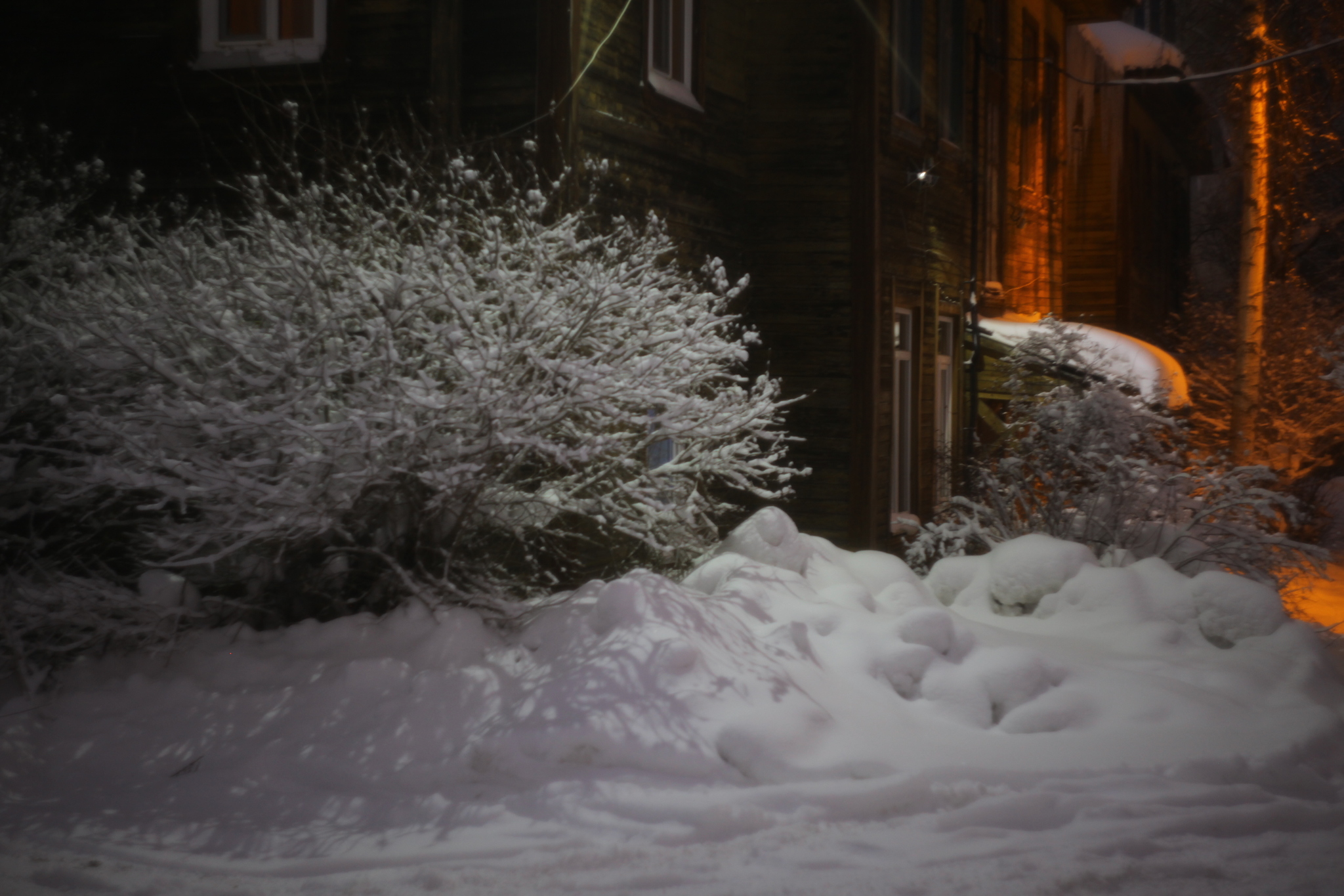 The charm of snowy Arkhangelsk - My, The photo, The nature of Russia, Arkhangelsk, Snow, Snowfall, beauty of nature, Wood, Walk, Tree, Fuck aesthetics, Longpost