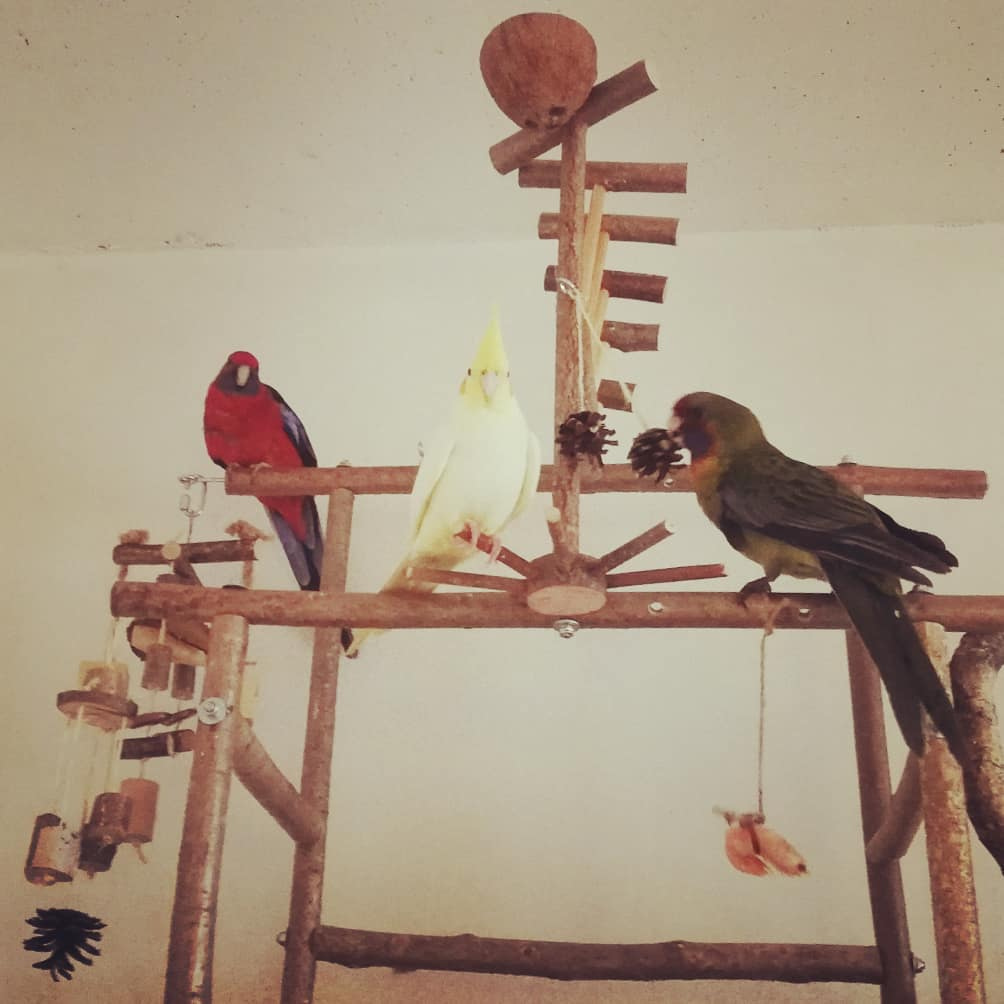 Three parrots (ch2) - My, A parrot, Allergy, Rosella, Corella, Video, Longpost