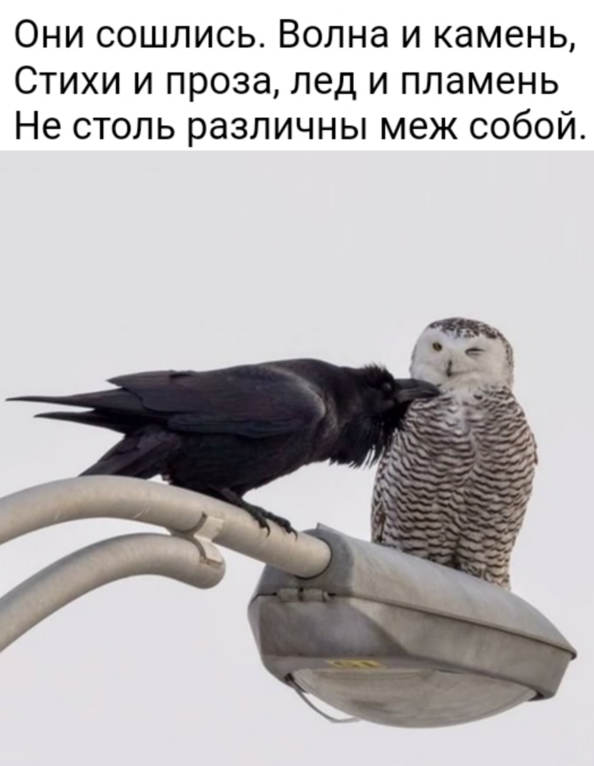 Birds and classics - Literature, Books, Writers, Alexander Sergeevich Pushkin, Eugene Onegin, Crow, Owl, Birds