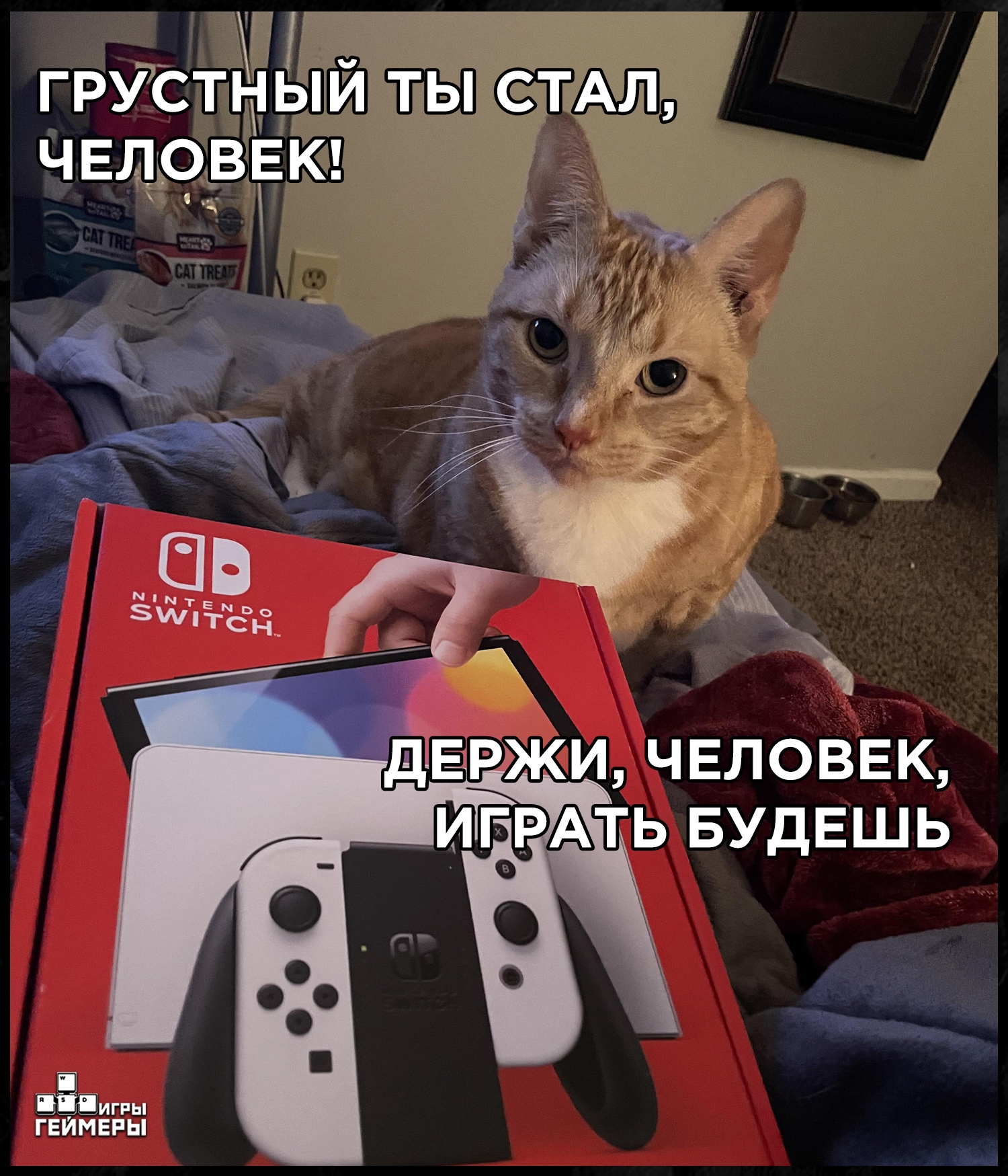 If I had such a cat, I might never have married! - Games, Gamers, Memes, cat, Nintendo switch, Presents