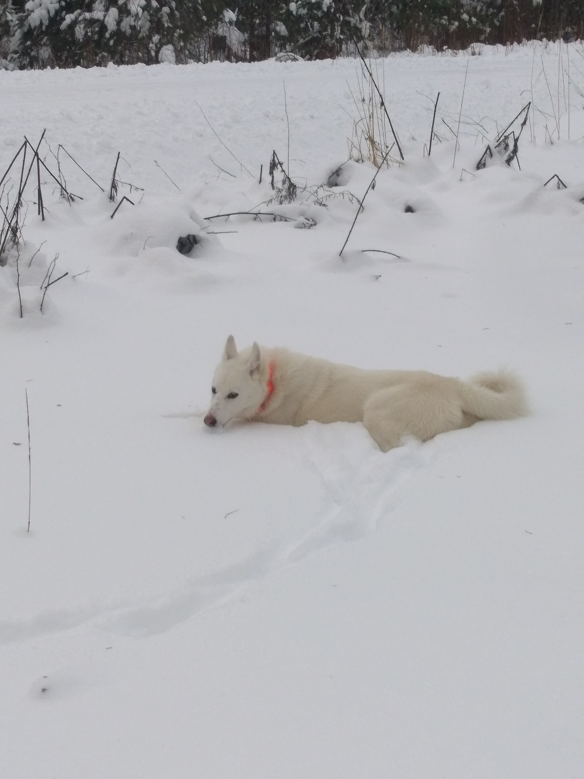 After the hunt 2 - My, West Siberian Laika, Dog, Longpost