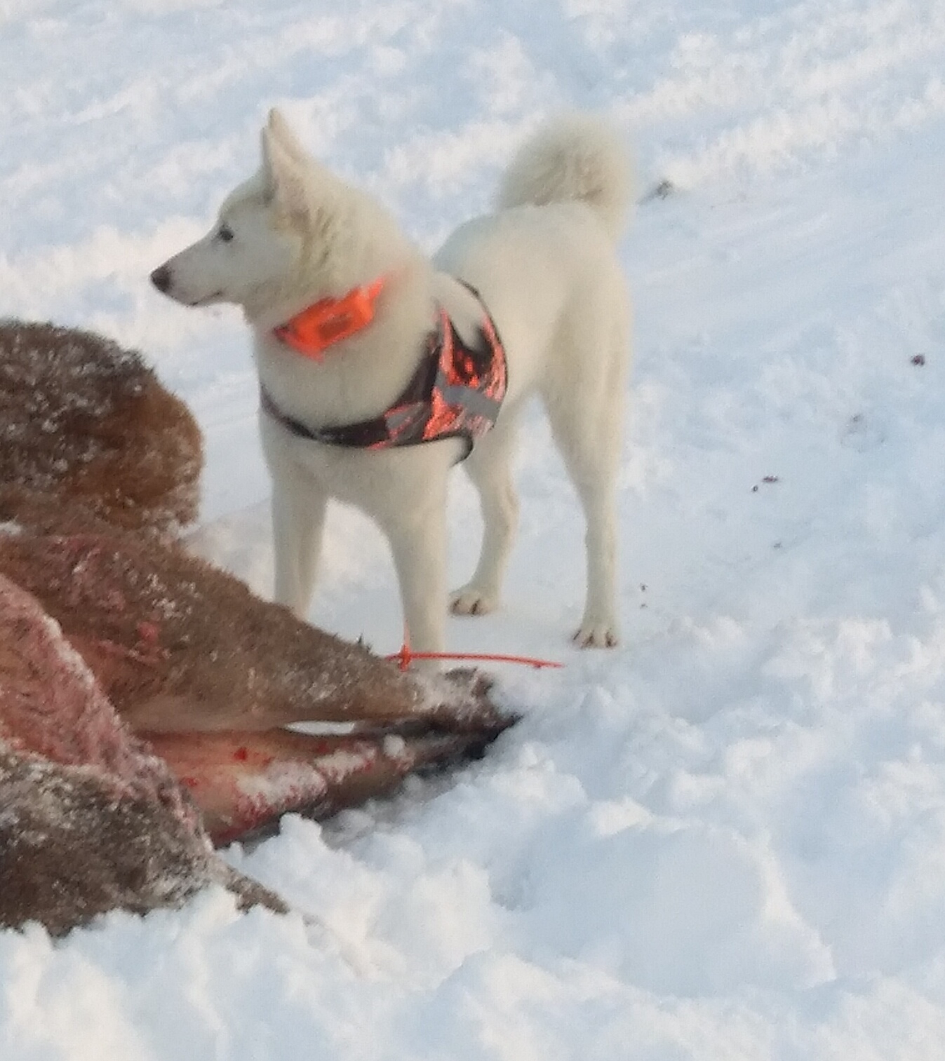 After the hunt 2 - My, West Siberian Laika, Dog, Longpost