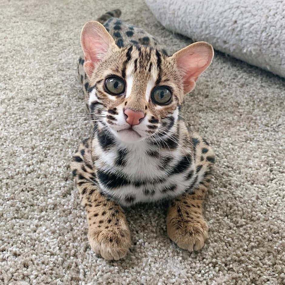 Азиатская леопардовая кошка | Пикабу