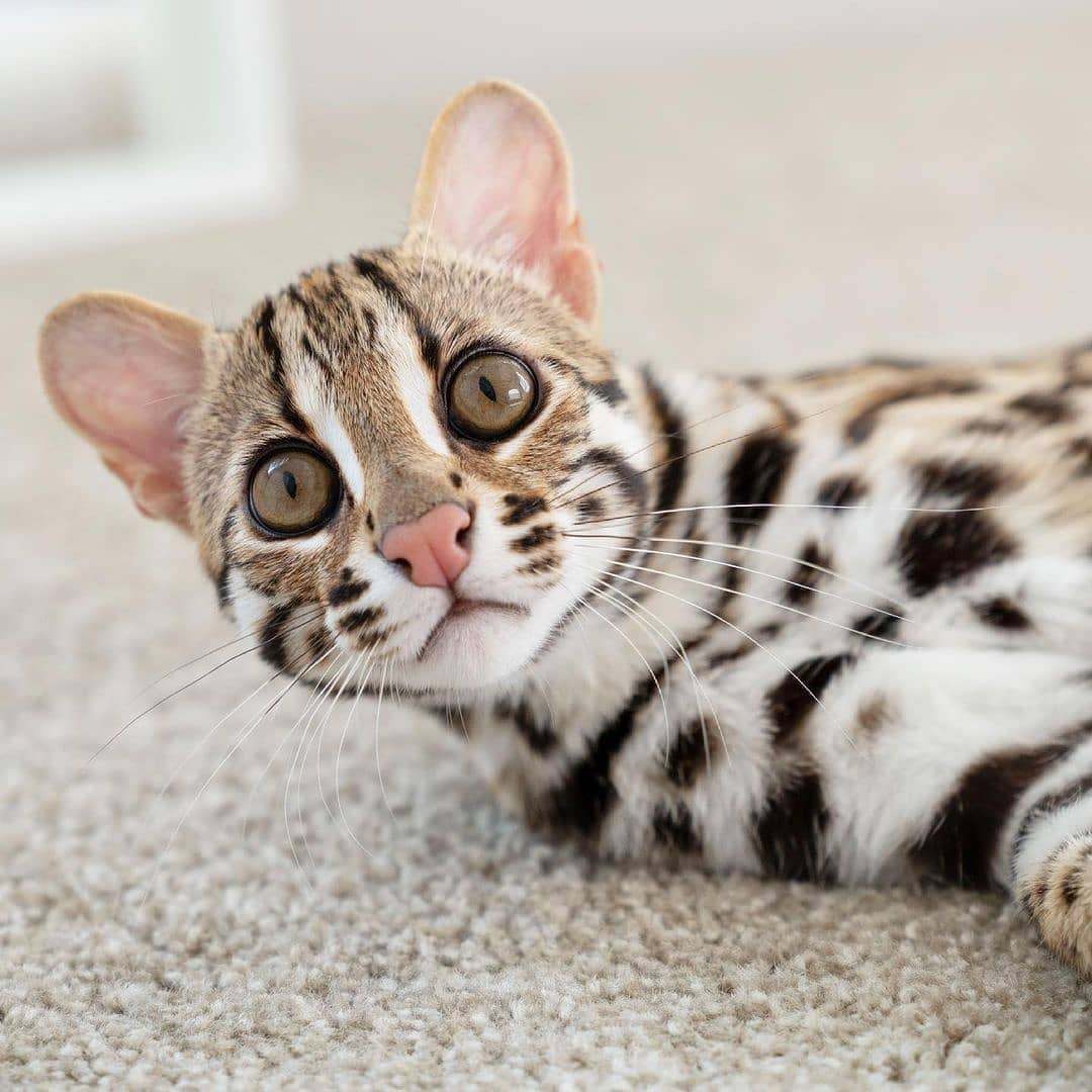 Азиатская леопардовая кошка | Пикабу