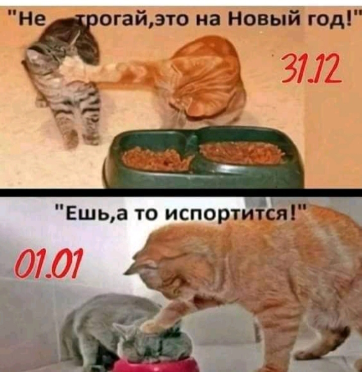 In each family - Humor, cat, The photo, New Year