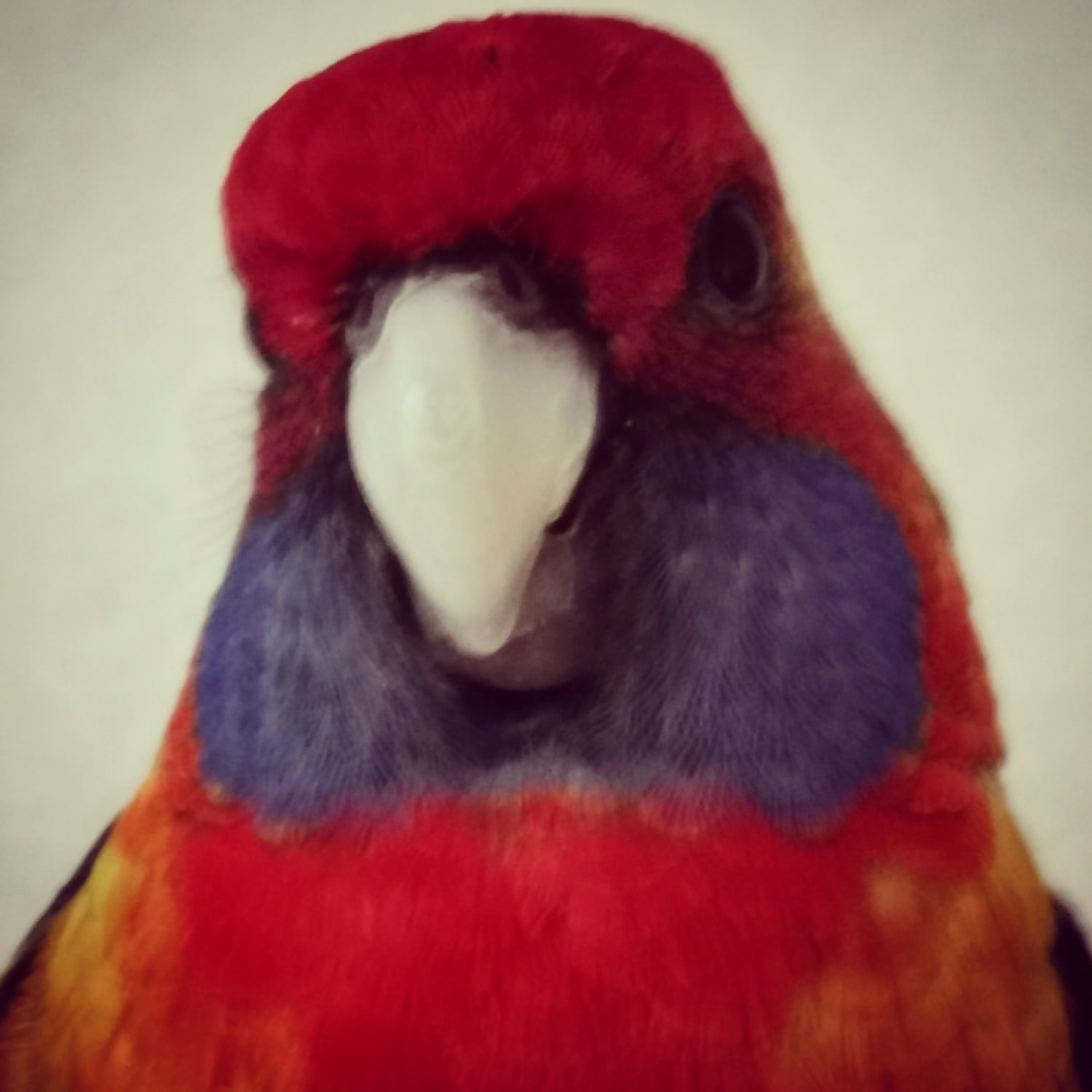 Three parrots (ch2) - My, A parrot, Allergy, Rosella, Corella, Video, Longpost