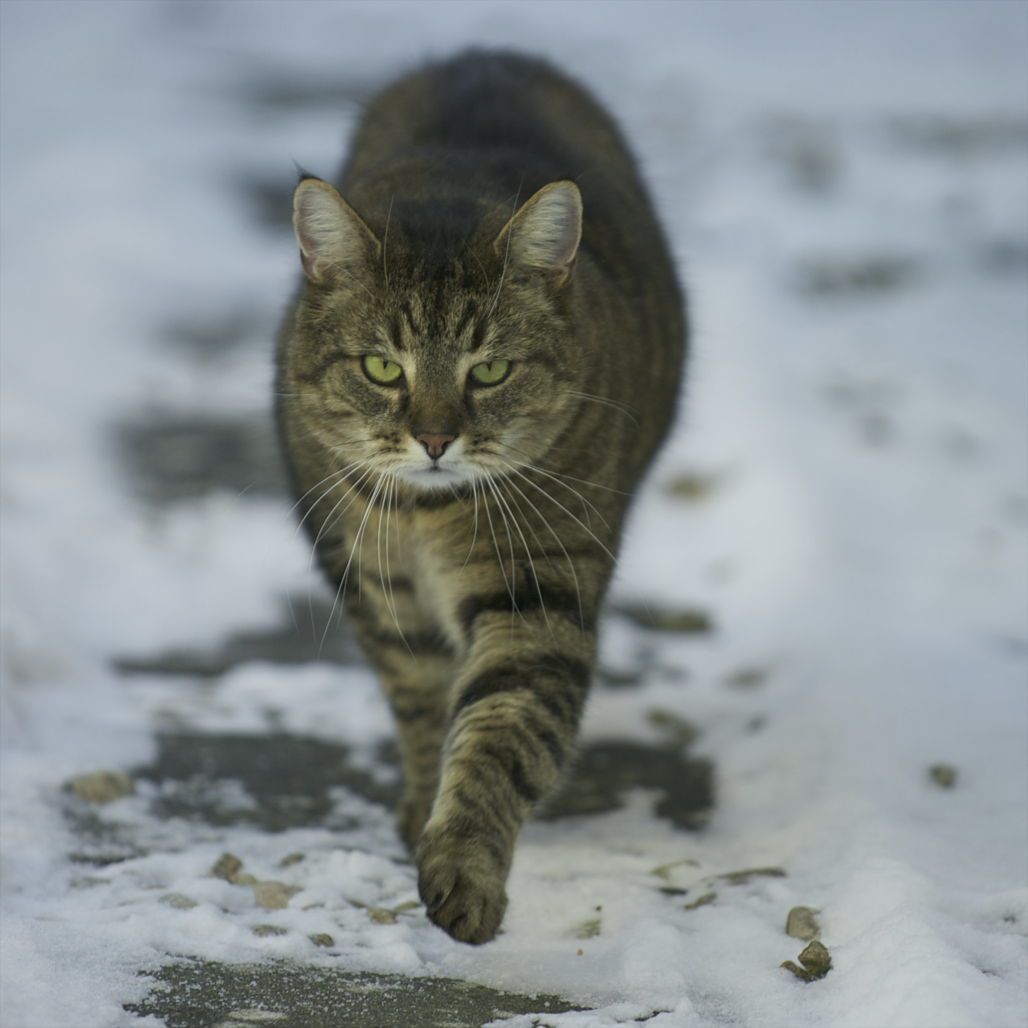 С наступающим!!! - Кот, Серый, Полосатый, Снег, Зима, Домашние животные