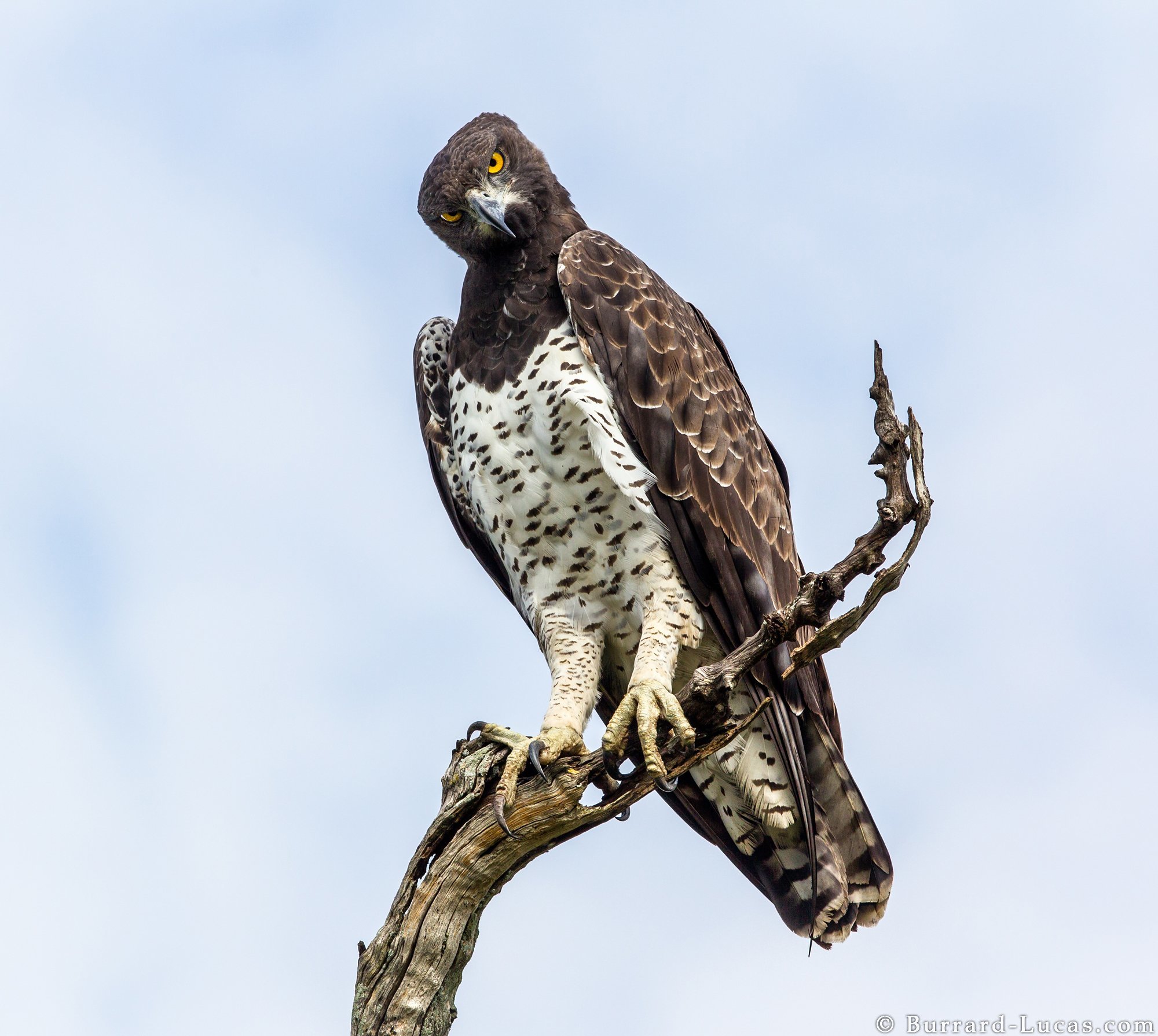 And what do you want? - Eagle, Hawks, Predator birds, Wild animals, Predatory animals, Zambia, South Luangwa, National park, Reserves and sanctuaries