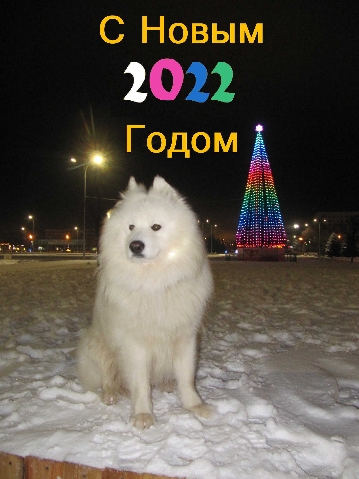 Happy New Year 2022! - My, Samoyed, Dog, Volzhsky, Dog North, The photo, New Year, Christmas tree