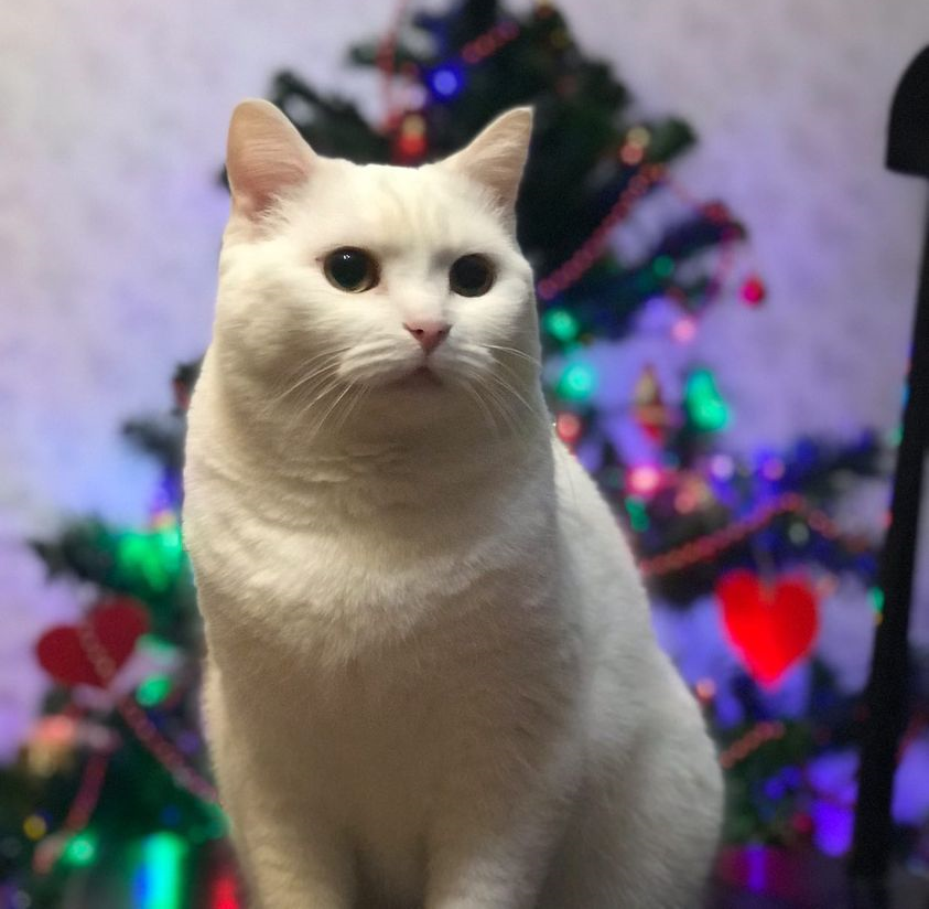 Continuation of the post “The owners of the summer residents left a completely white cat to winter in desert dachas. She really needs a home. St. Petersburg and the Leningrad region  - My, cat, Found a home, Homeless animals, Video, Reply to post, Longpost