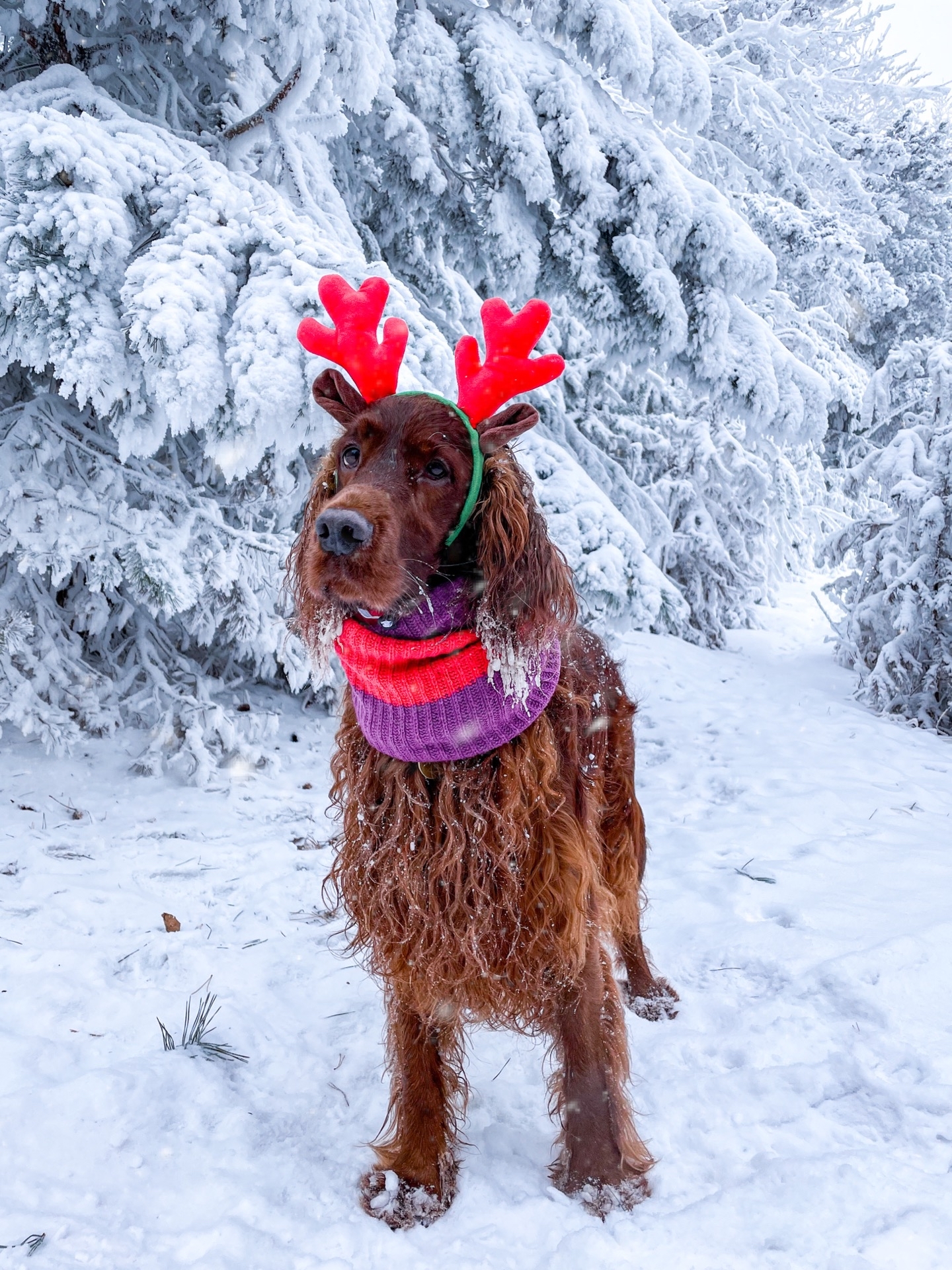 Happy New Year, Pikabu! - My, Irish Setter, Dog, New Year, Longpost