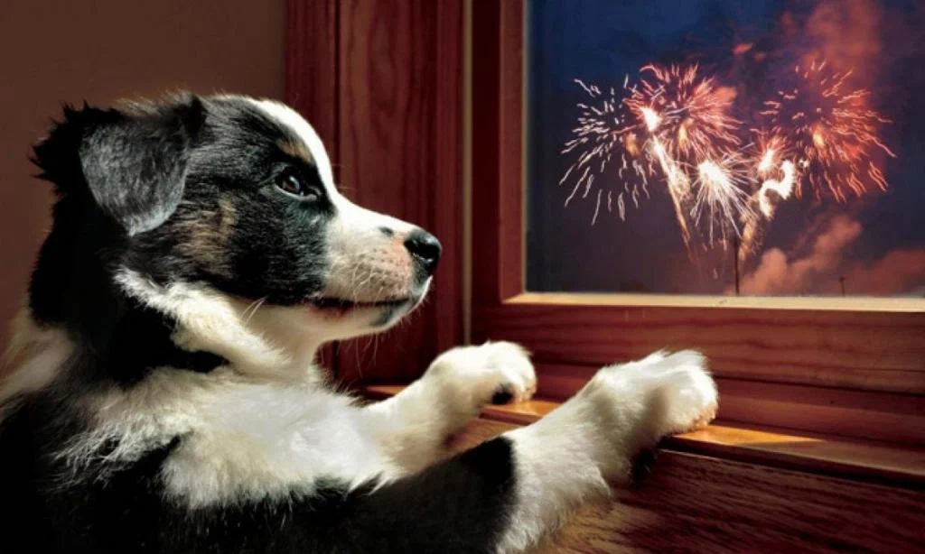 How to protect your dog from fear of fireworks on New Years? - Dog, The fright, New Year, Animal book, Yandex Zen, Longpost