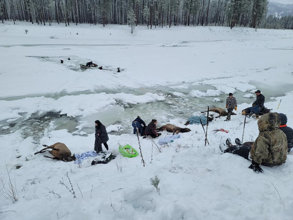 Как американцы спасали оленей из ледяной ловушки в реке - Олени, Спасение животных, Американцы, США, Штат Вашингтон, Зима, Река, Лед, Дикие животные, Дикая природа, The National Geographic, Фотография, Вапити, Длиннопост